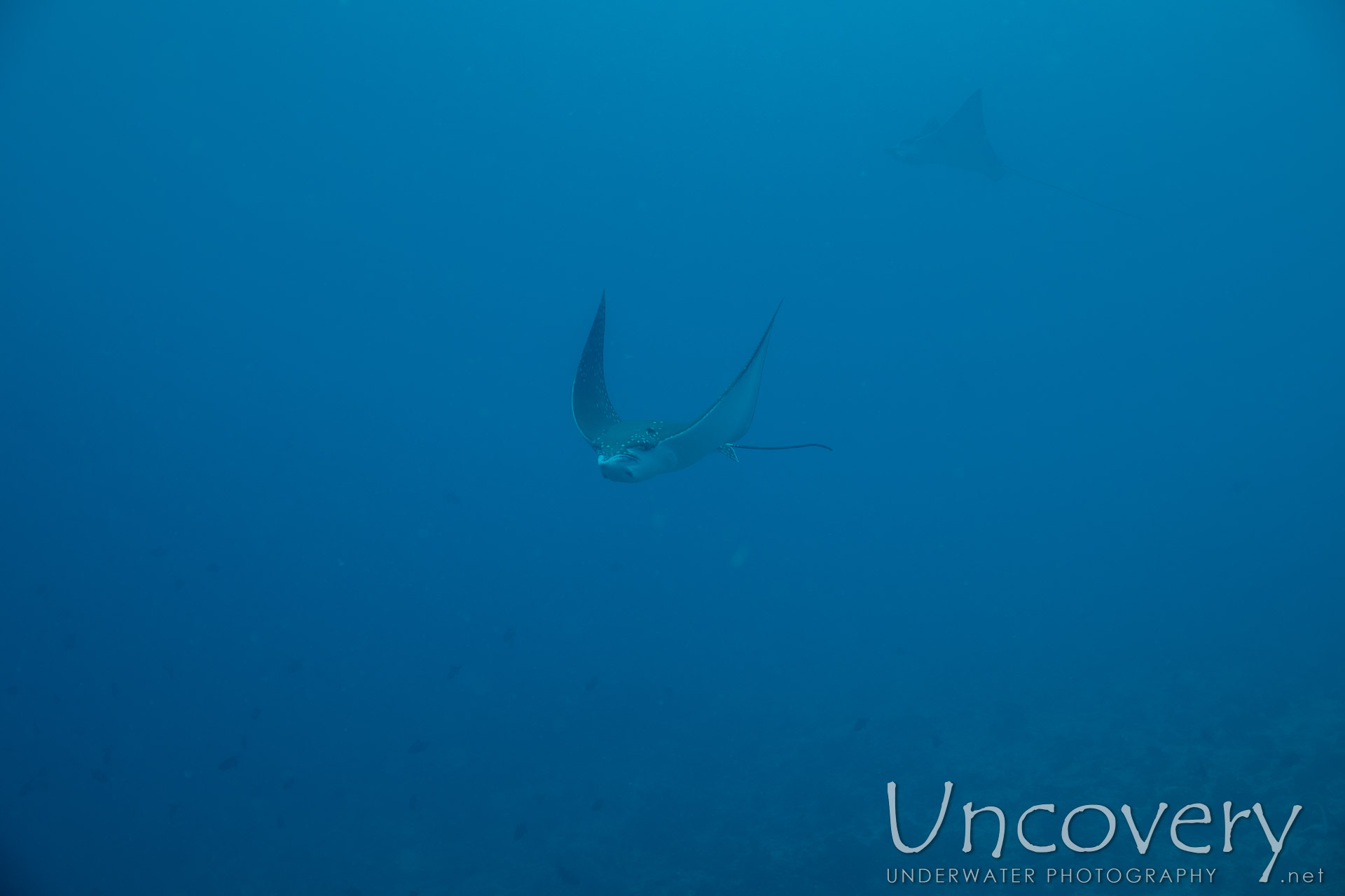 Ocellated Eagle Ray (aetobatus Ocellatus), photo taken in Maldives, Male Atoll, South Male Atoll, Gulhi Corner