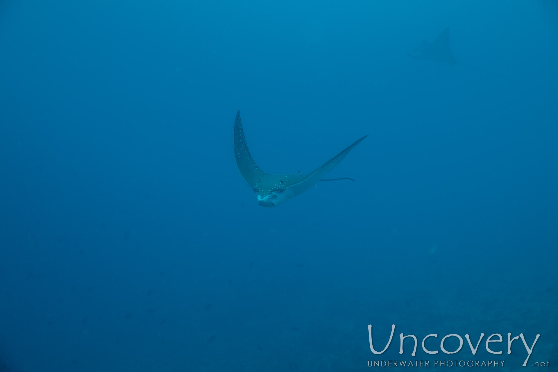 Ocellated Eagle Ray (aetobatus Ocellatus), photo taken in Maldives, Male Atoll, South Male Atoll, Gulhi Corner