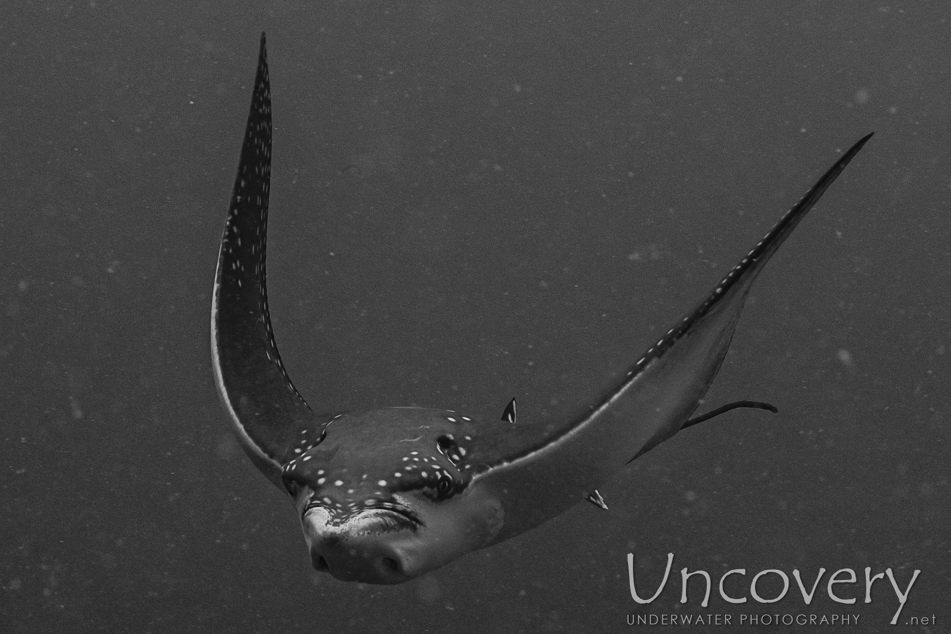 Ocellated Eagle Ray (aetobatus Ocellatus), photo taken in Maldives, Male Atoll, South Male Atoll, Gulhi Corner