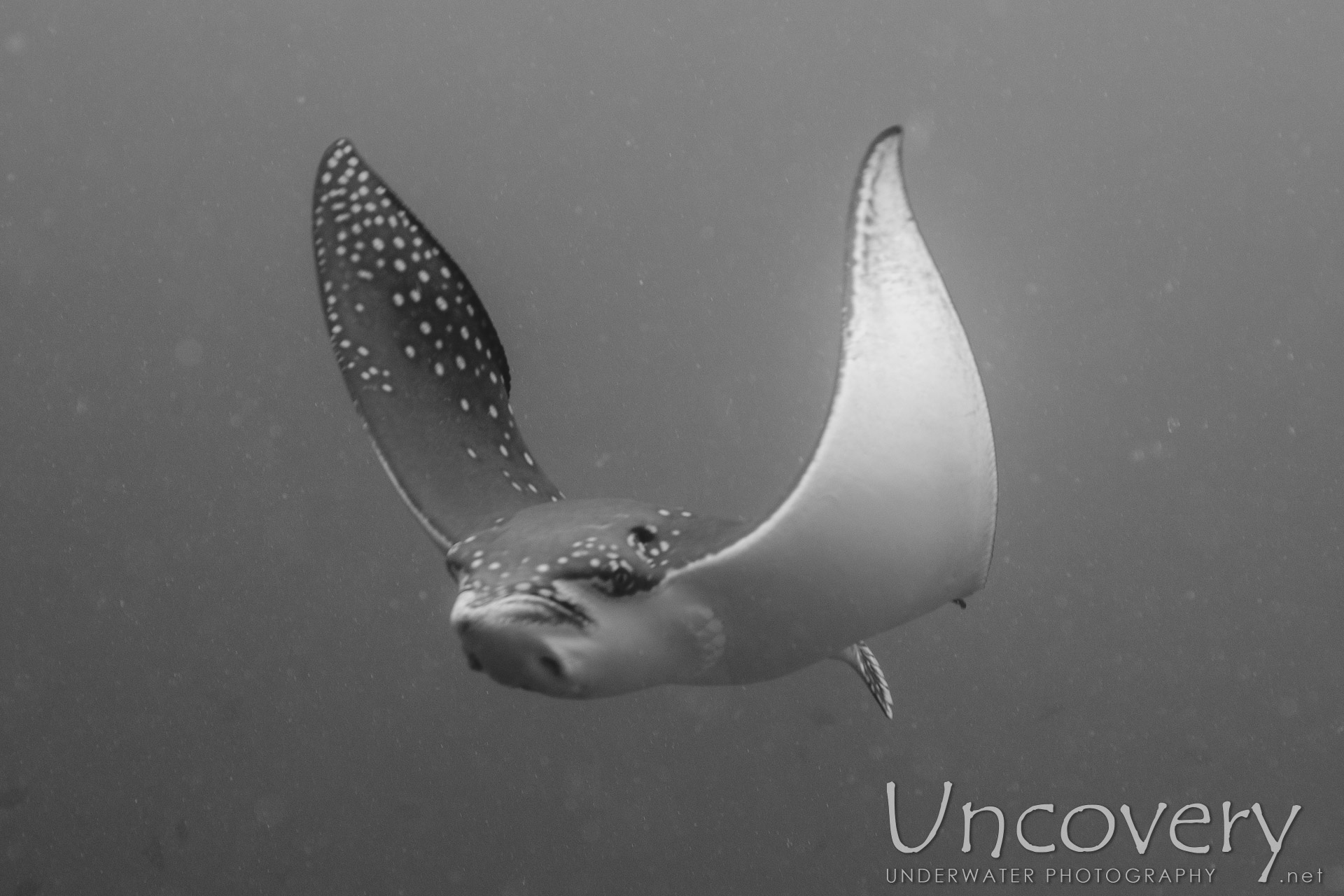 Ocellated Eagle Ray (aetobatus Ocellatus), photo taken in Maldives, Male Atoll, South Male Atoll, Gulhi Corner