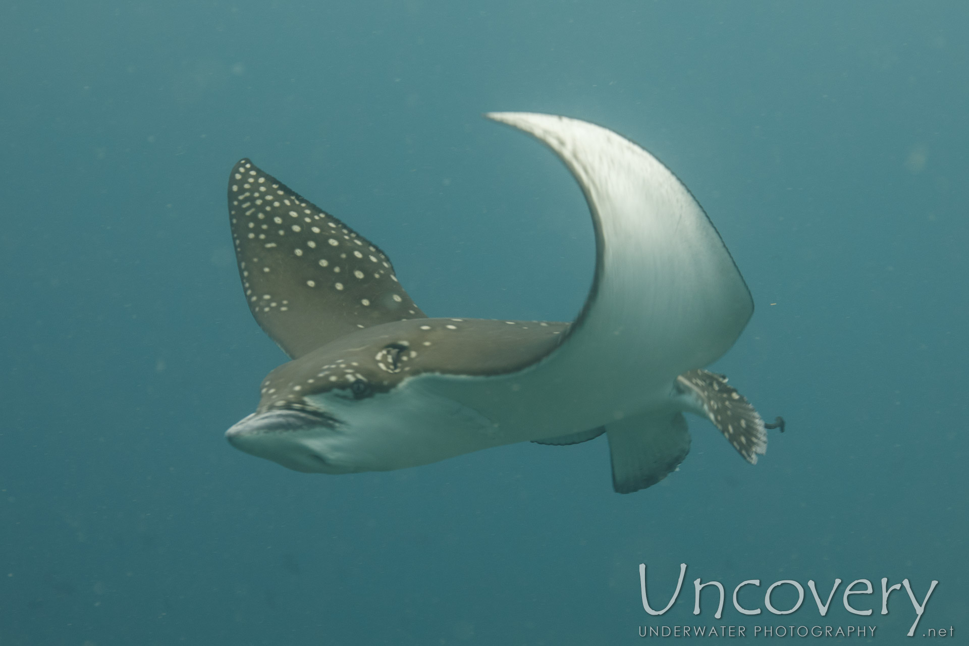 Ocellated Eagle Ray (aetobatus Ocellatus), photo taken in Maldives, Male Atoll, South Male Atoll, Gulhi Corner