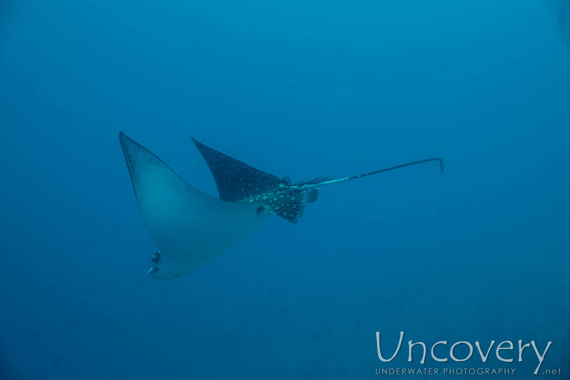 Ocellated Eagle Ray (aetobatus Ocellatus), photo taken in Maldives, Male Atoll, South Male Atoll, Gulhi Corner