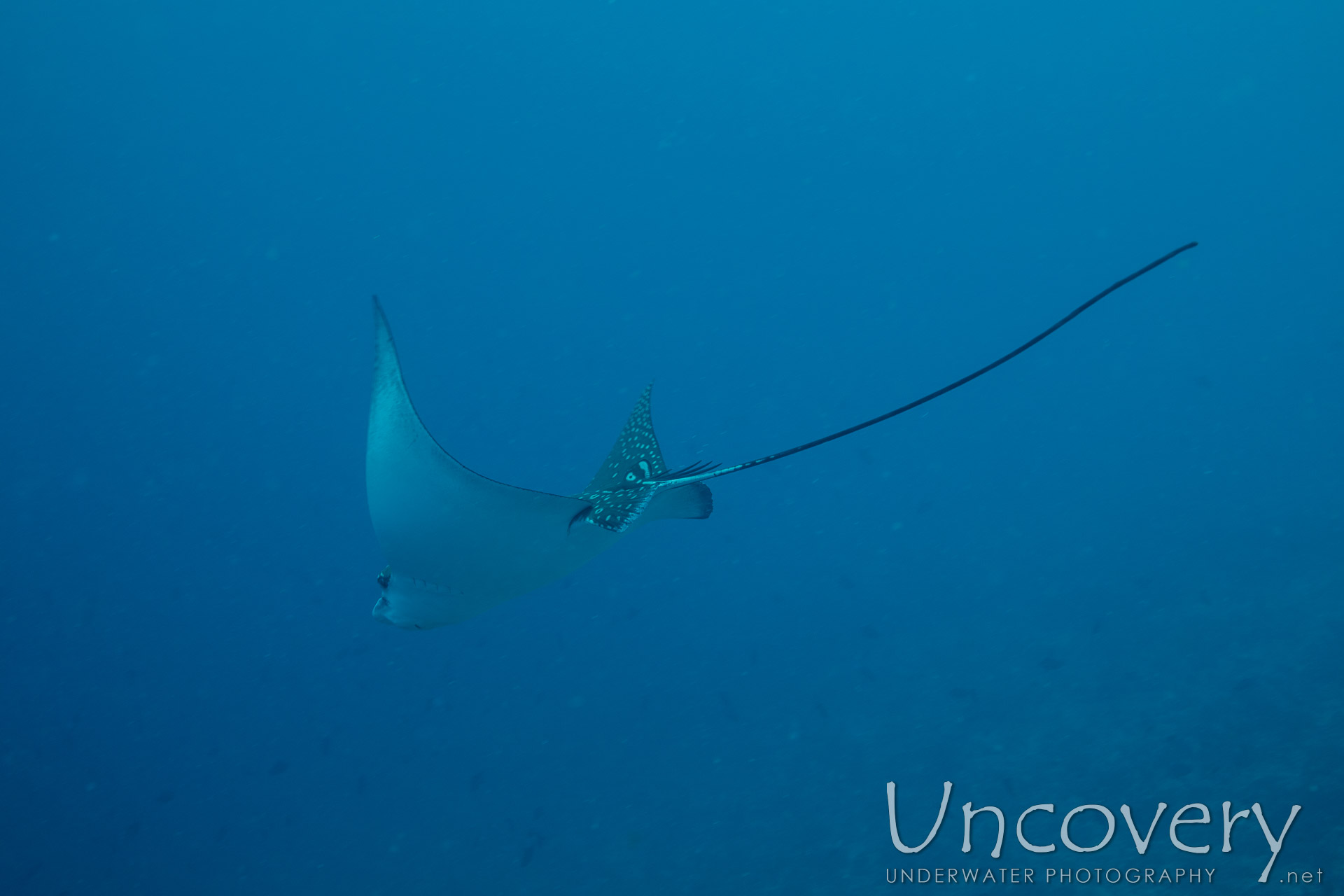 Ocellated Eagle Ray (aetobatus Ocellatus), photo taken in Maldives, Male Atoll, South Male Atoll, Gulhi Corner