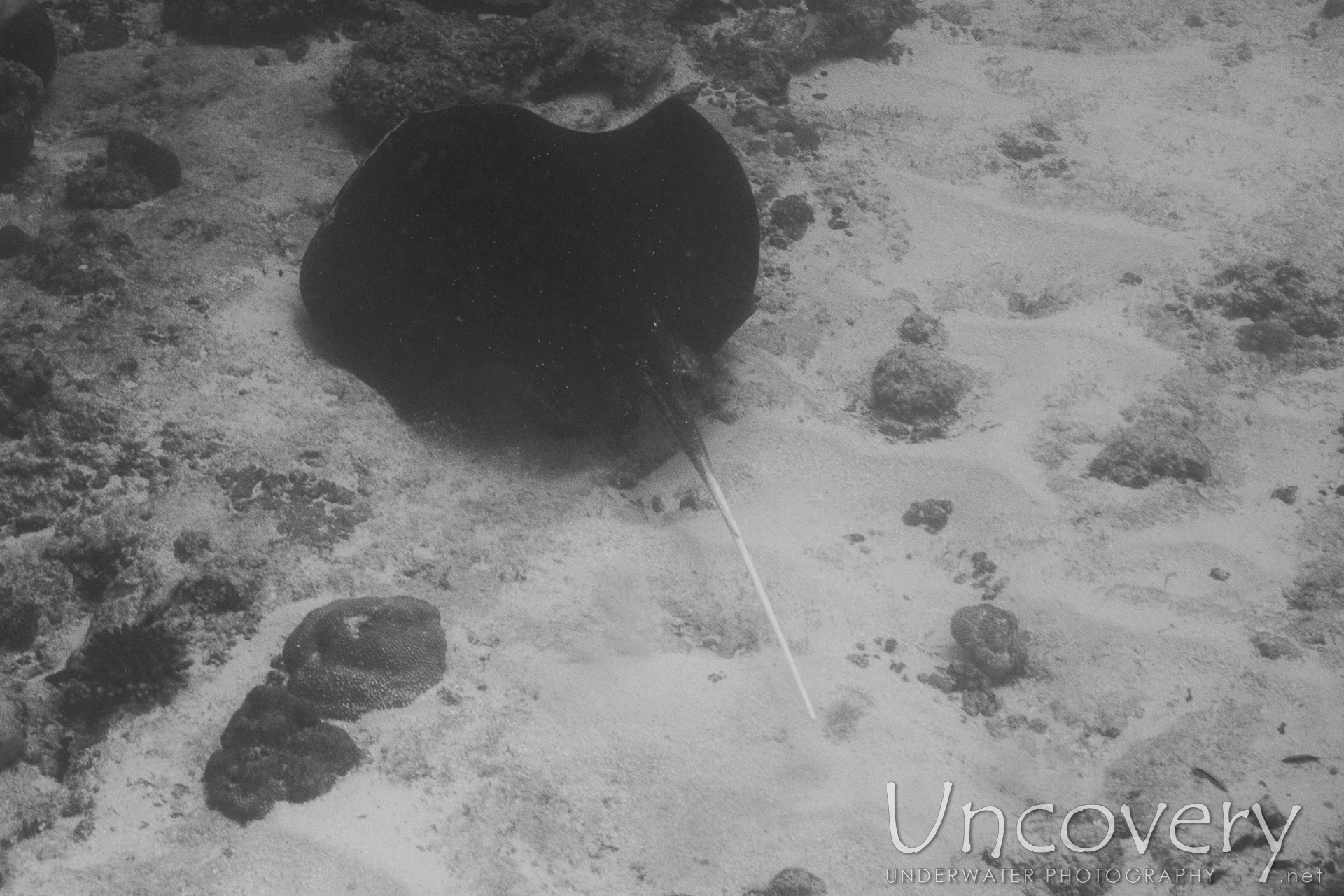 Mangrove Whipray (urogymnus Granulatus), photo taken in Maldives, Male Atoll, South Male Atoll, Gulhi Corner