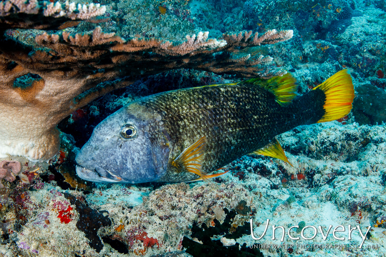 Orange-spotted Emperor (lethrinus Erythracanthus) shot in Maldives|Male Atoll|South Male Atoll|Cocoa Corner