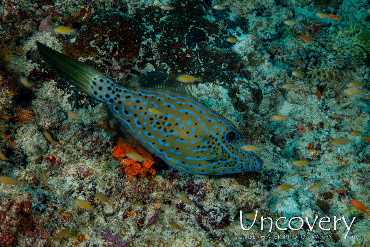 Scribbled Leatherjacket Filefish (aluterus Scriptus) shot in Maldives|Male Atoll|South Male Atoll|Cocoa Corner