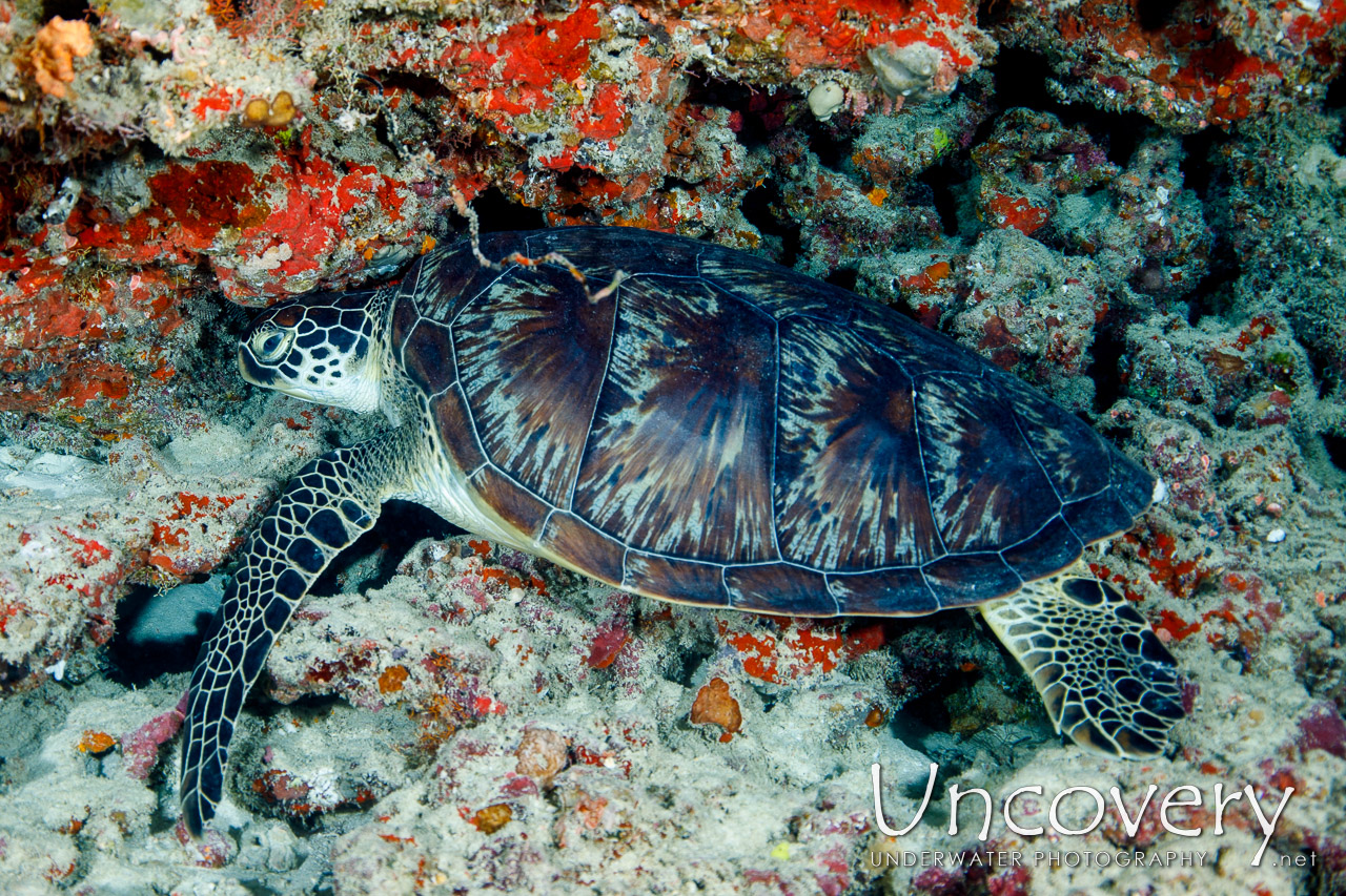 Green Sea Turtle (chelonia Mydas), photo taken in Maldives, Male Atoll, South Male Atoll, Cocoa Corner