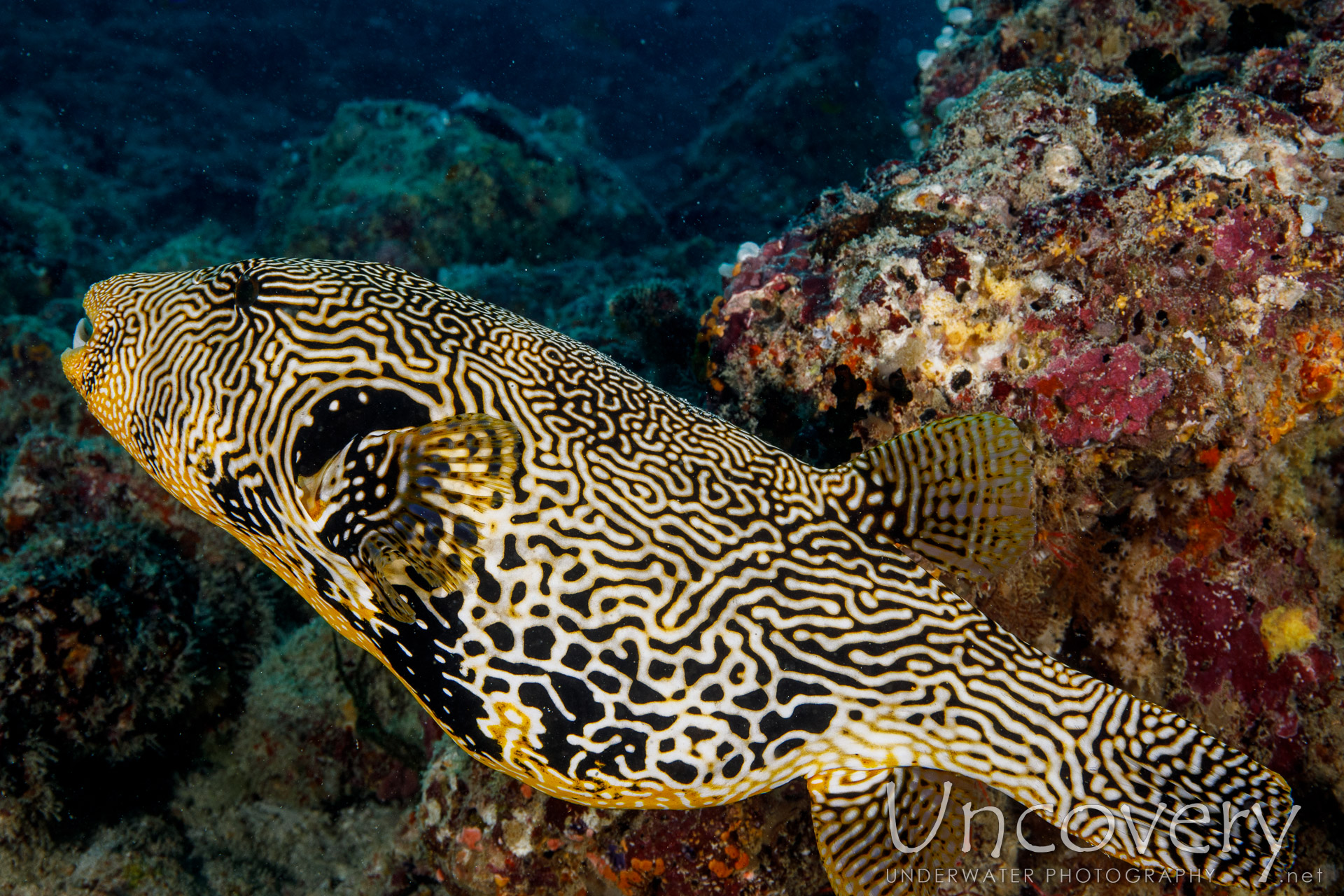 Map Puffer (arothron Mappa), photo taken in Maldives, Male Atoll, South Male Atoll, Cocoa Corner