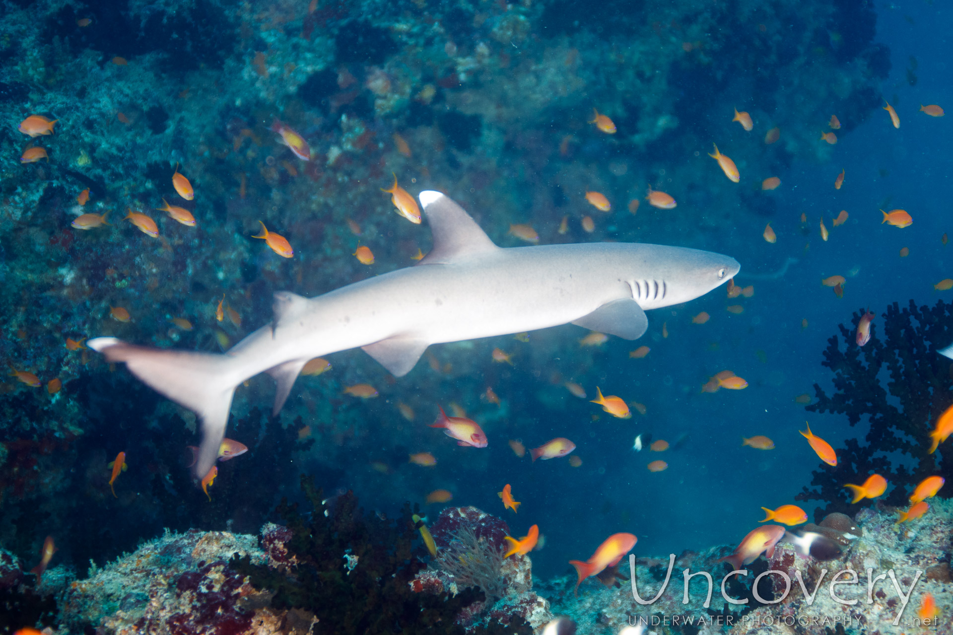 White Tip Reefshark (triaenodon Obesus), photo taken in Maldives, Male Atoll, South Male Atoll, Cocoa Corner