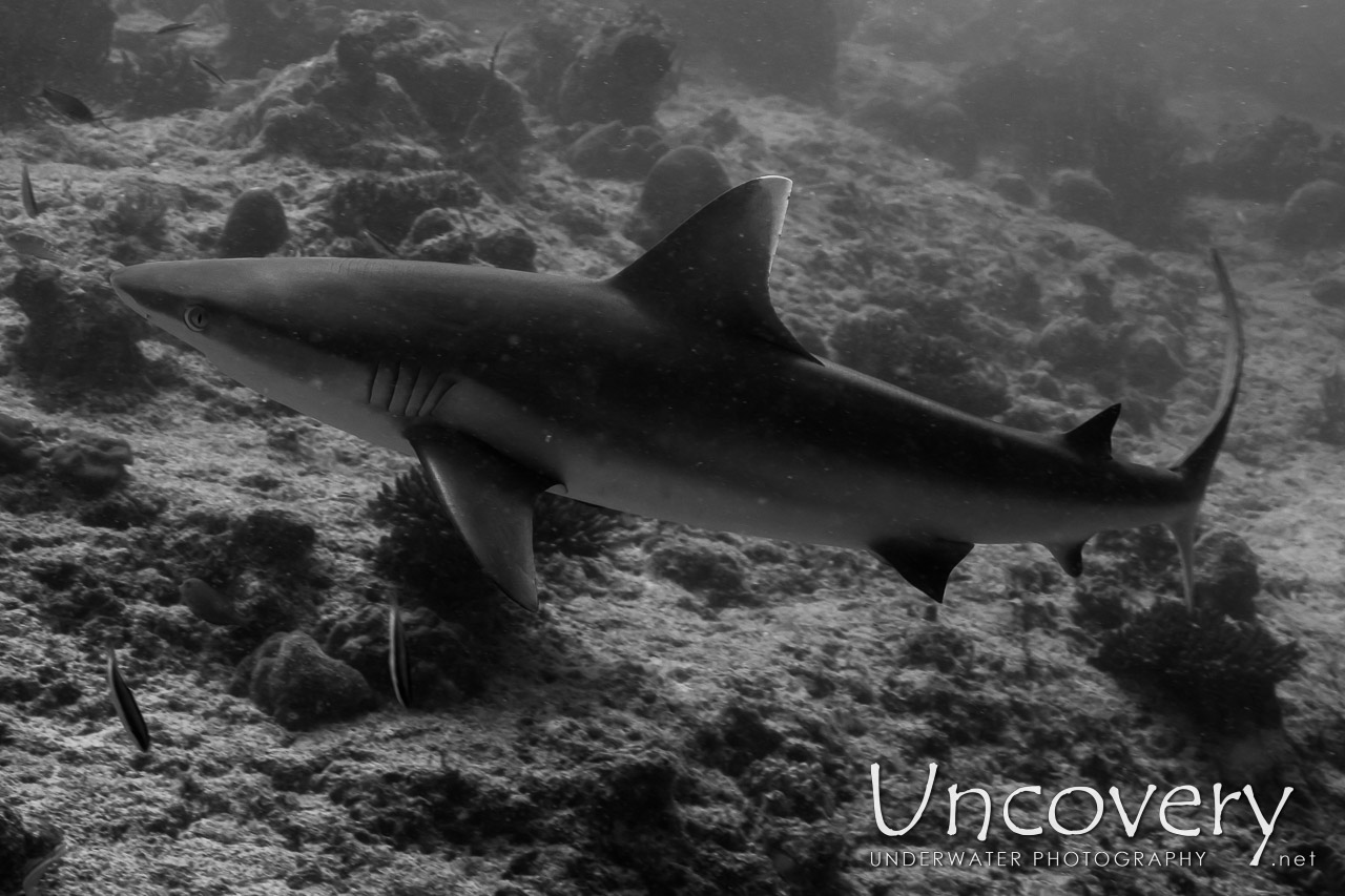 Grey Reefshark (carcharhinus Amblyrhynchos) shot in Maldives|Male Atoll|South Male Atoll|Cocoa Corner