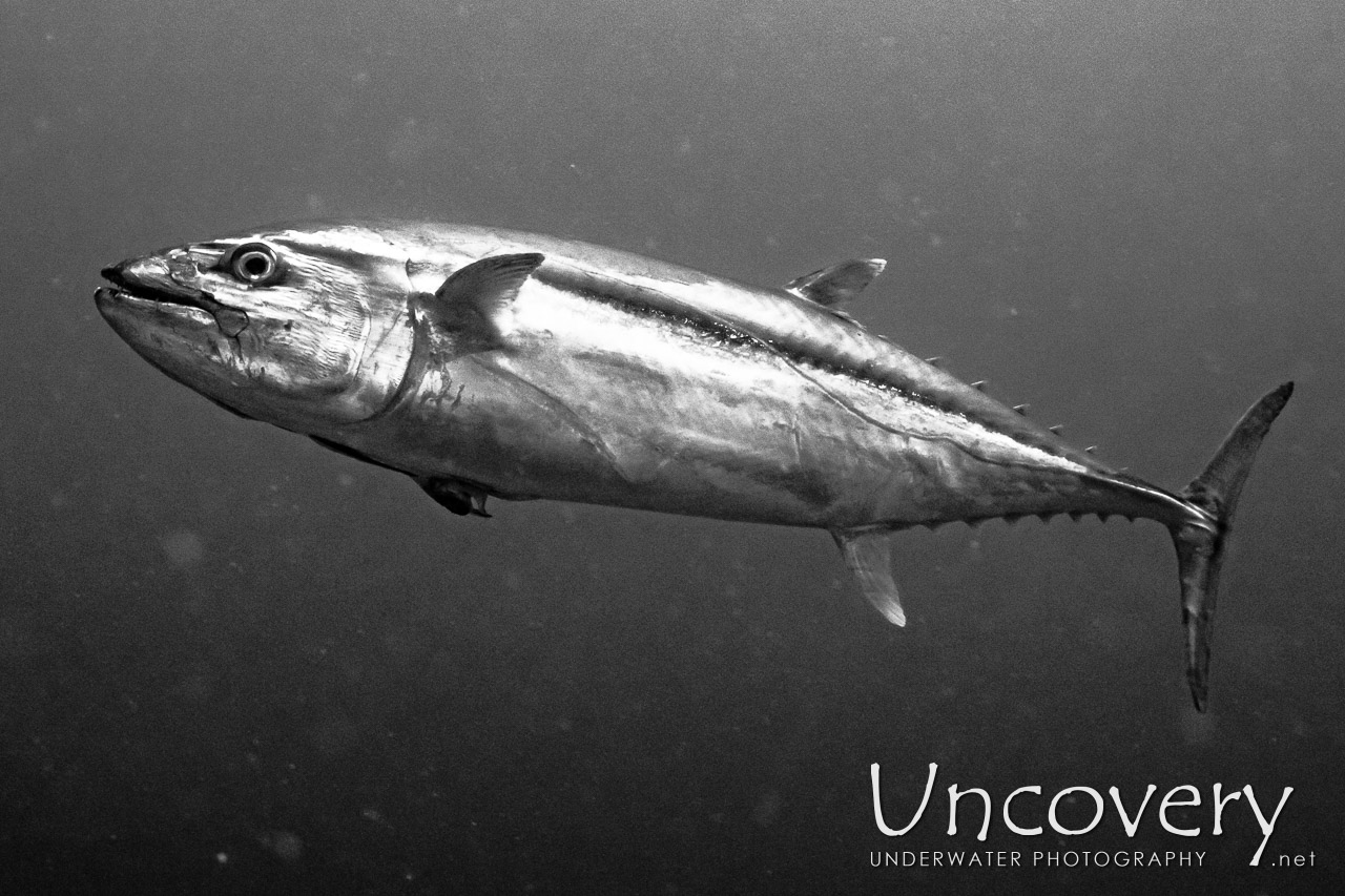 Dogtooth Tuna (gymnosarda Unicolor) shot in Maldives|Male Atoll|South Male Atoll|Gulhi Thila