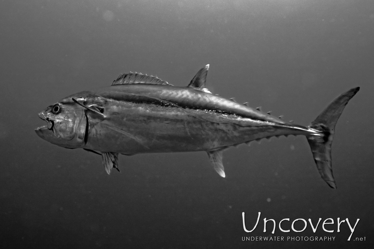 Dogtooth Tuna (gymnosarda Unicolor) shot in Maldives|Male Atoll|South Male Atoll|Gulhi Thila