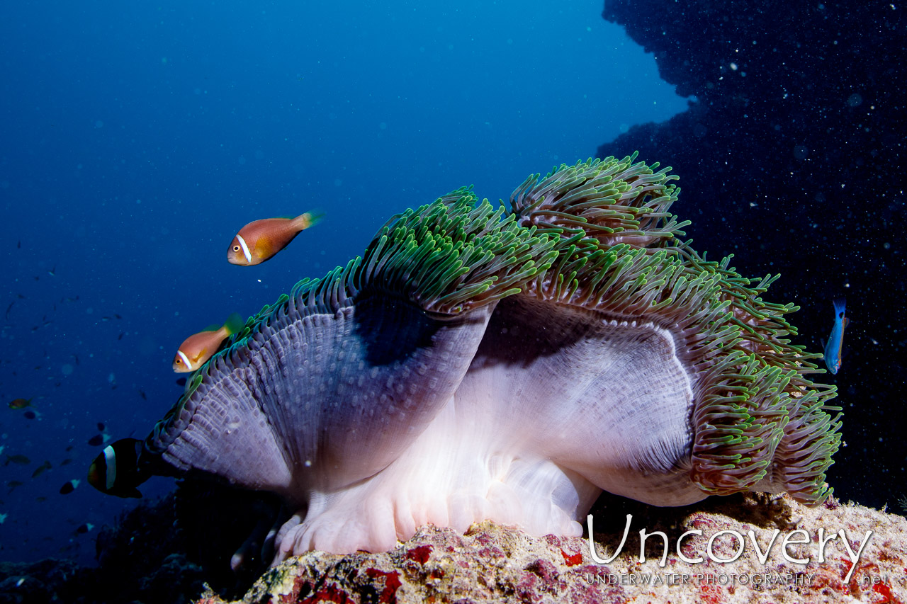 Maldives Anemonfish (amphiprion Nigripes) shot in Maldives|Male Atoll|South Male Atoll|Kandooma Caves