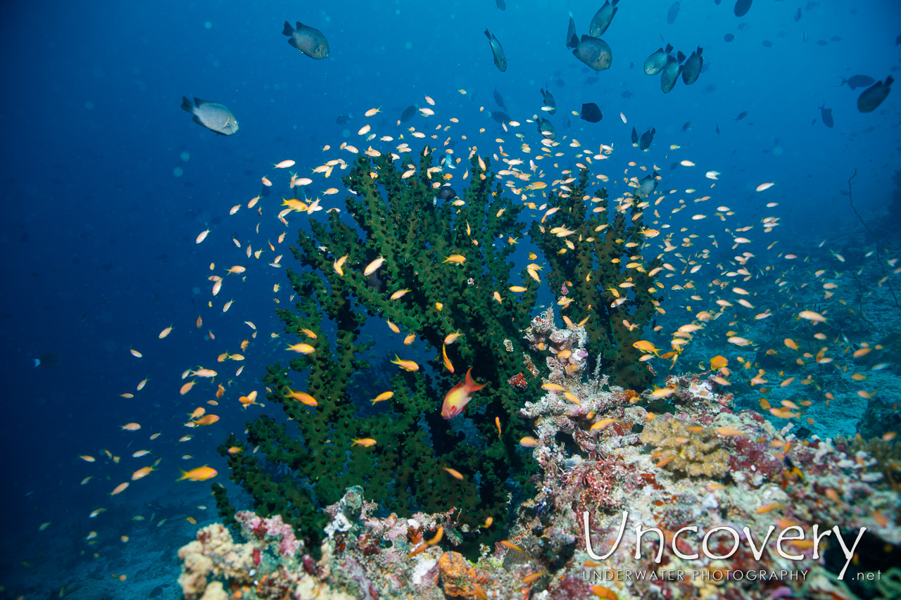 Coral shot in Maldives|Male Atoll|South Male Atoll|Kandooma Caves