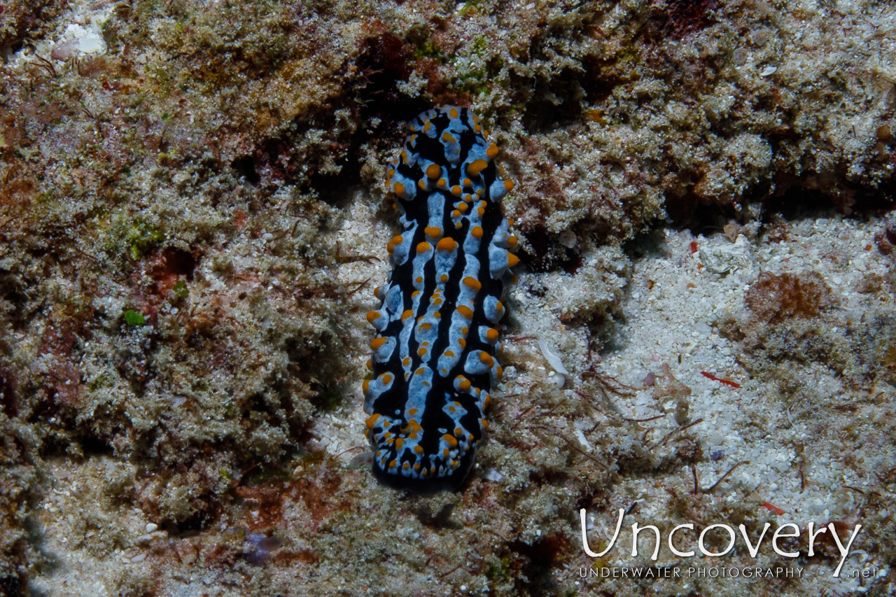 Nudibranch, photo taken in Maldives, Male Atoll, South Male Atoll, Kandooma Caves