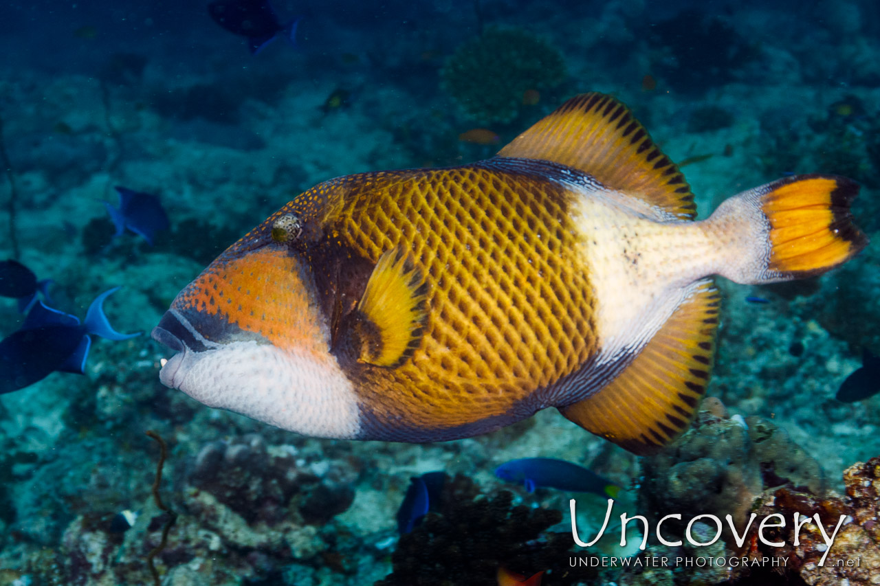 Titan Triggerfish (balistoides Viridescens) shot in Maldives|Male Atoll|South Male Atoll|Kandooma Caves