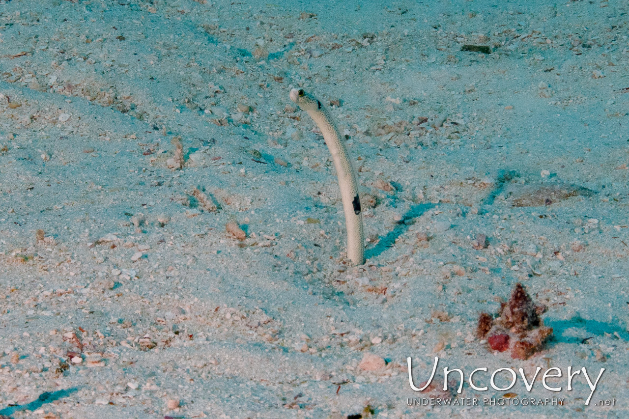 Spotted Garden Eel (heteroconger Hassi) shot in Maldives|Male Atoll|South Male Atoll|Manta Point
