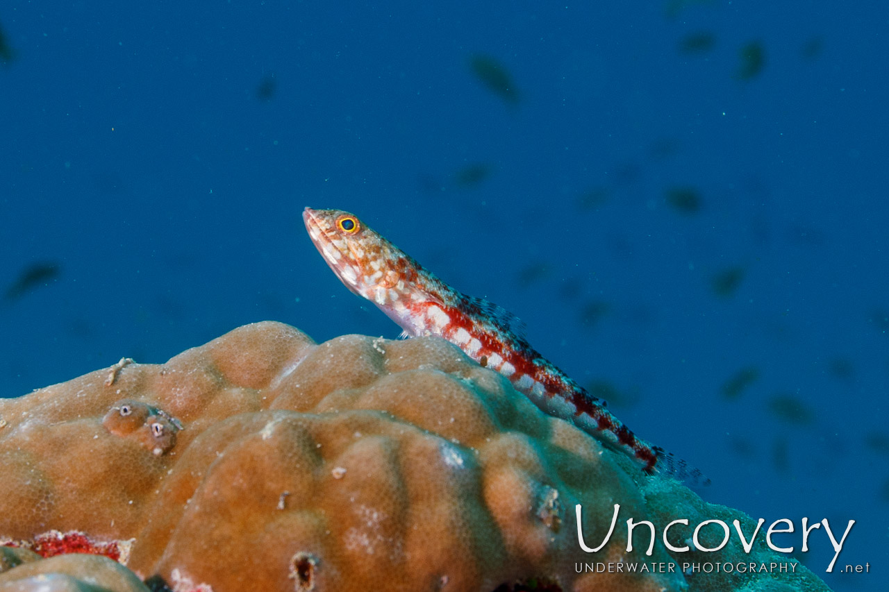 Two-spot Lizard Fish (synodus Binotatus) shot in Maldives|Male Atoll|South Male Atoll|Manta Point