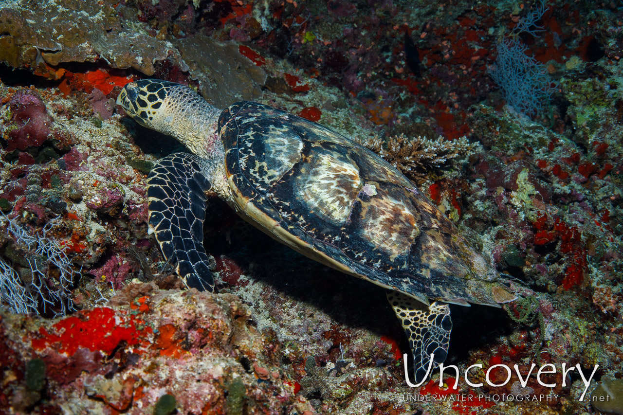 Hawksbill Sea Turtle (eretmochelys Imbricata) shot in Maldives|Male Atoll|South Male Atoll|Kuda Giri
