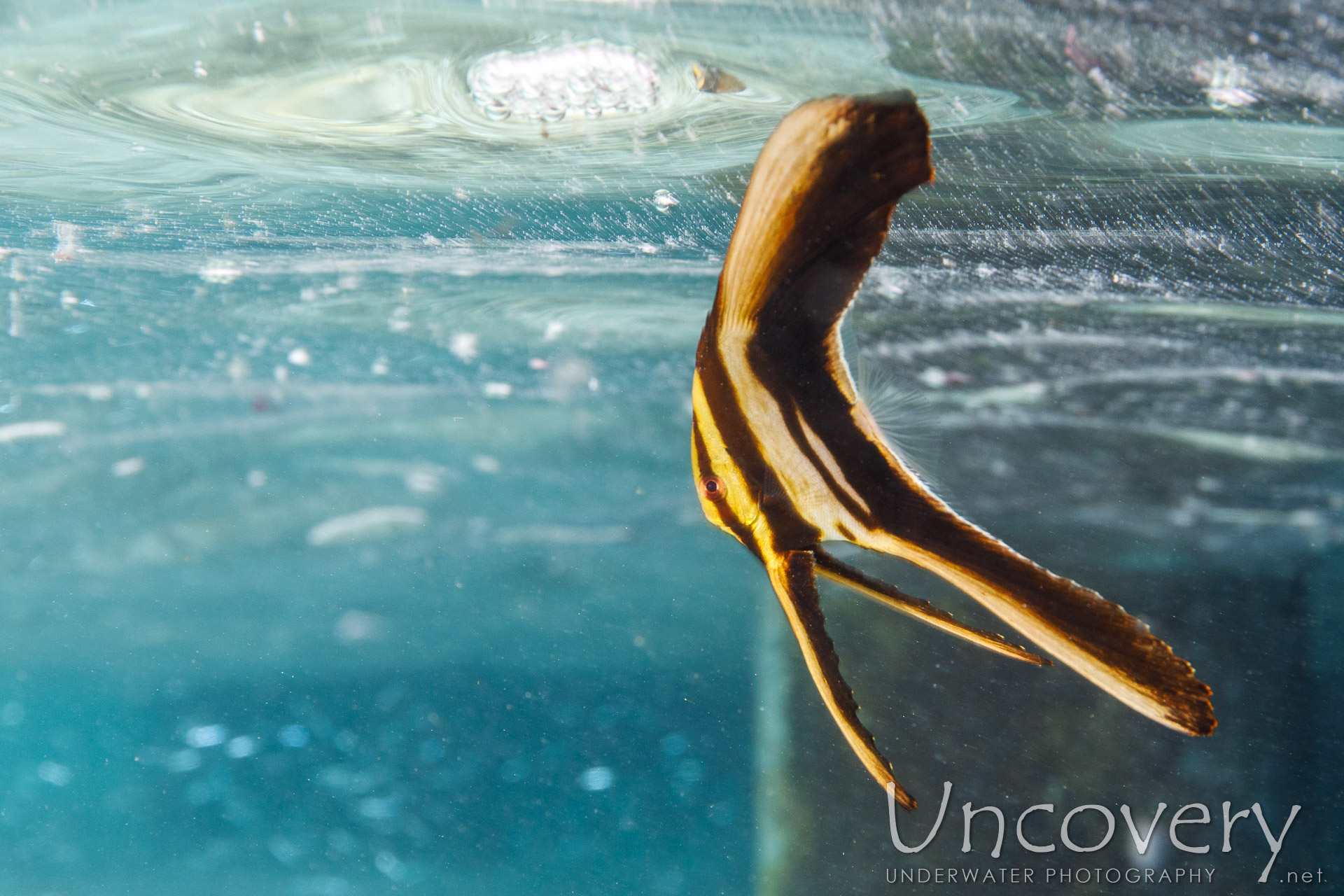 Juvenile, Longfin Batfish (platax Teira), photo taken in Maldives, Male Atoll, South Male Atoll, n/a