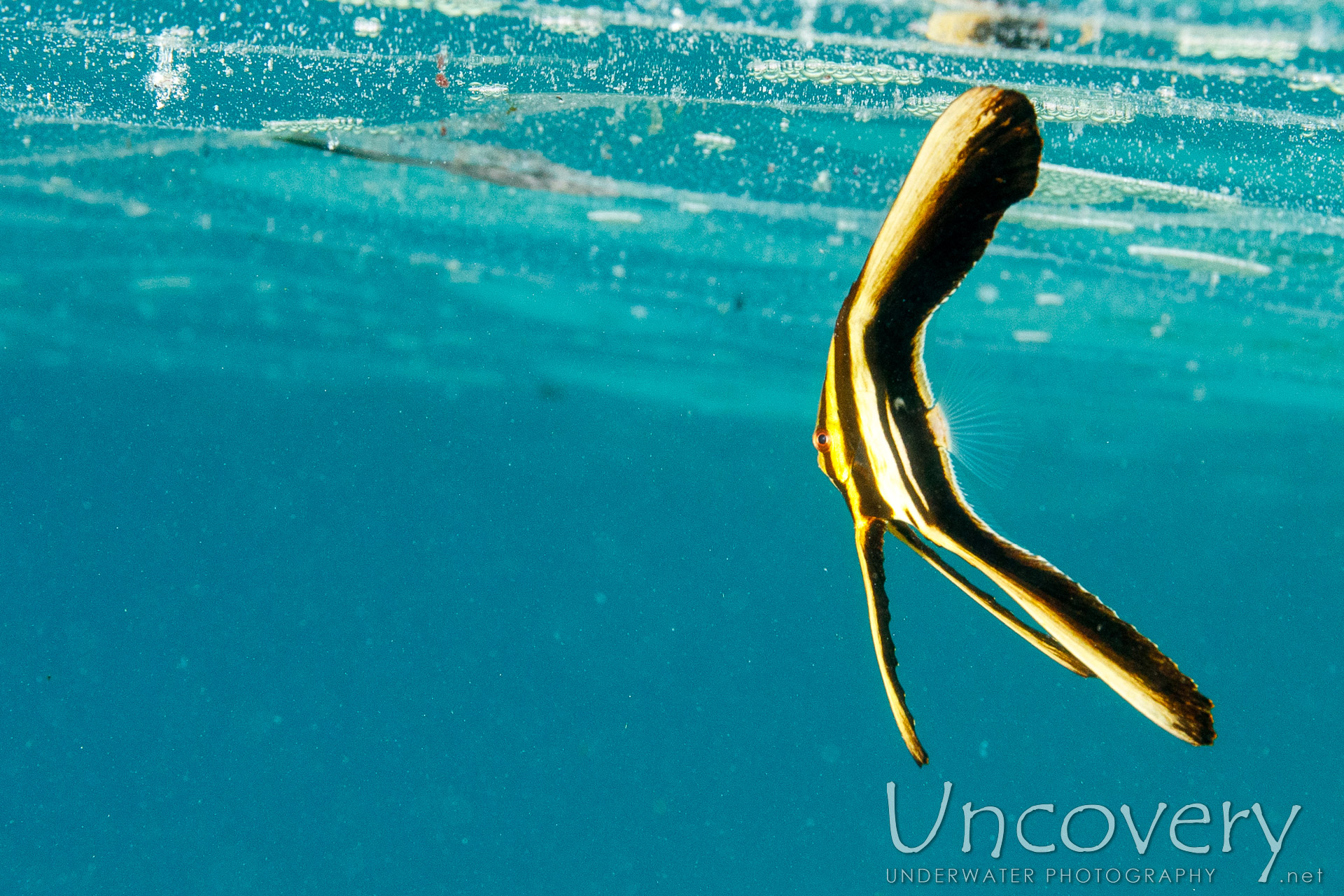 Juvenile, Longfin Batfish (platax Teira), photo taken in Maldives, Male Atoll, South Male Atoll, n/a