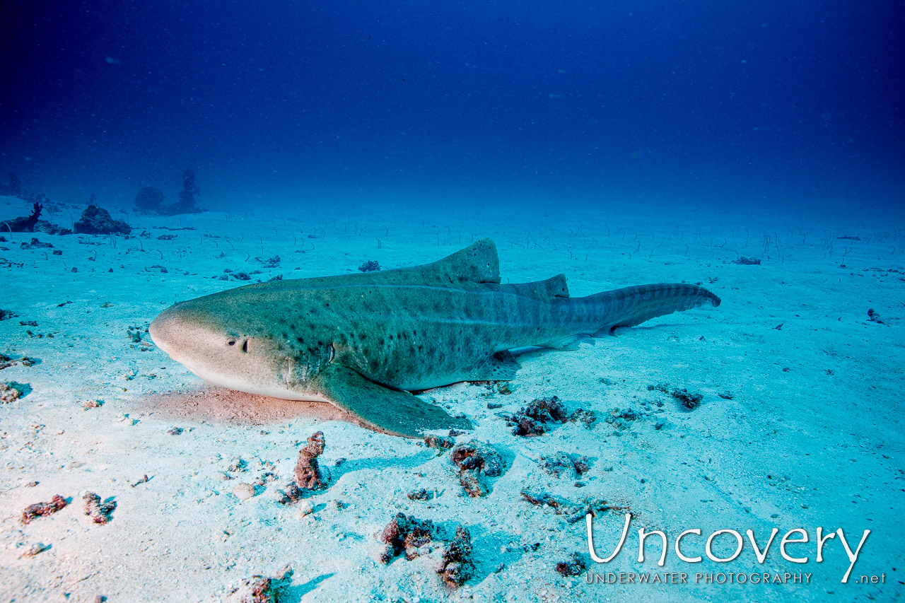 Zebra Shark (stegostoma Fasciatum) shot in Maldives|Male Atoll|South Male Atoll|Manta Point