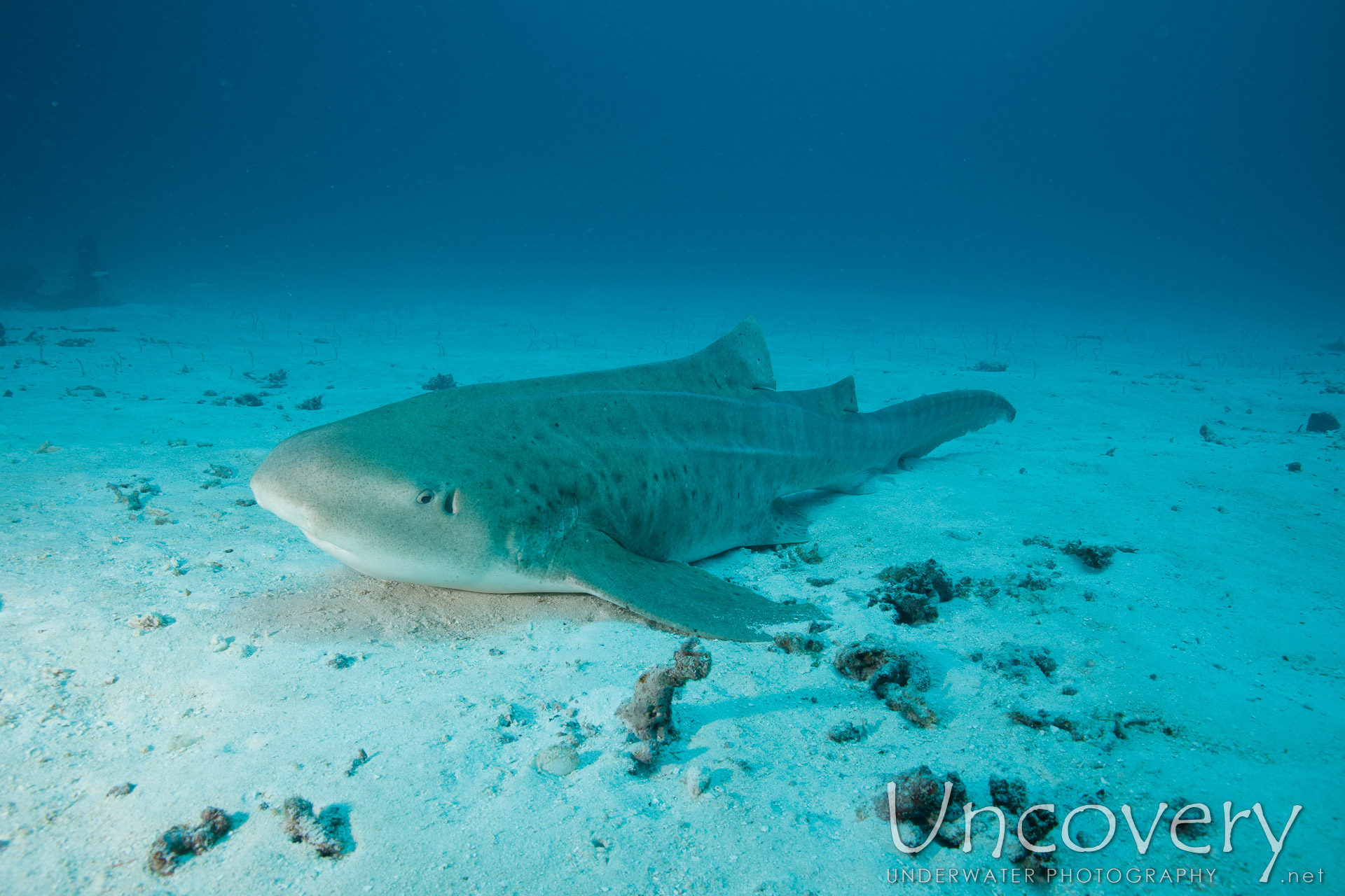 Zebra Shark (stegostoma Fasciatum), photo taken in Maldives, Male Atoll, South Male Atoll, Manta Point