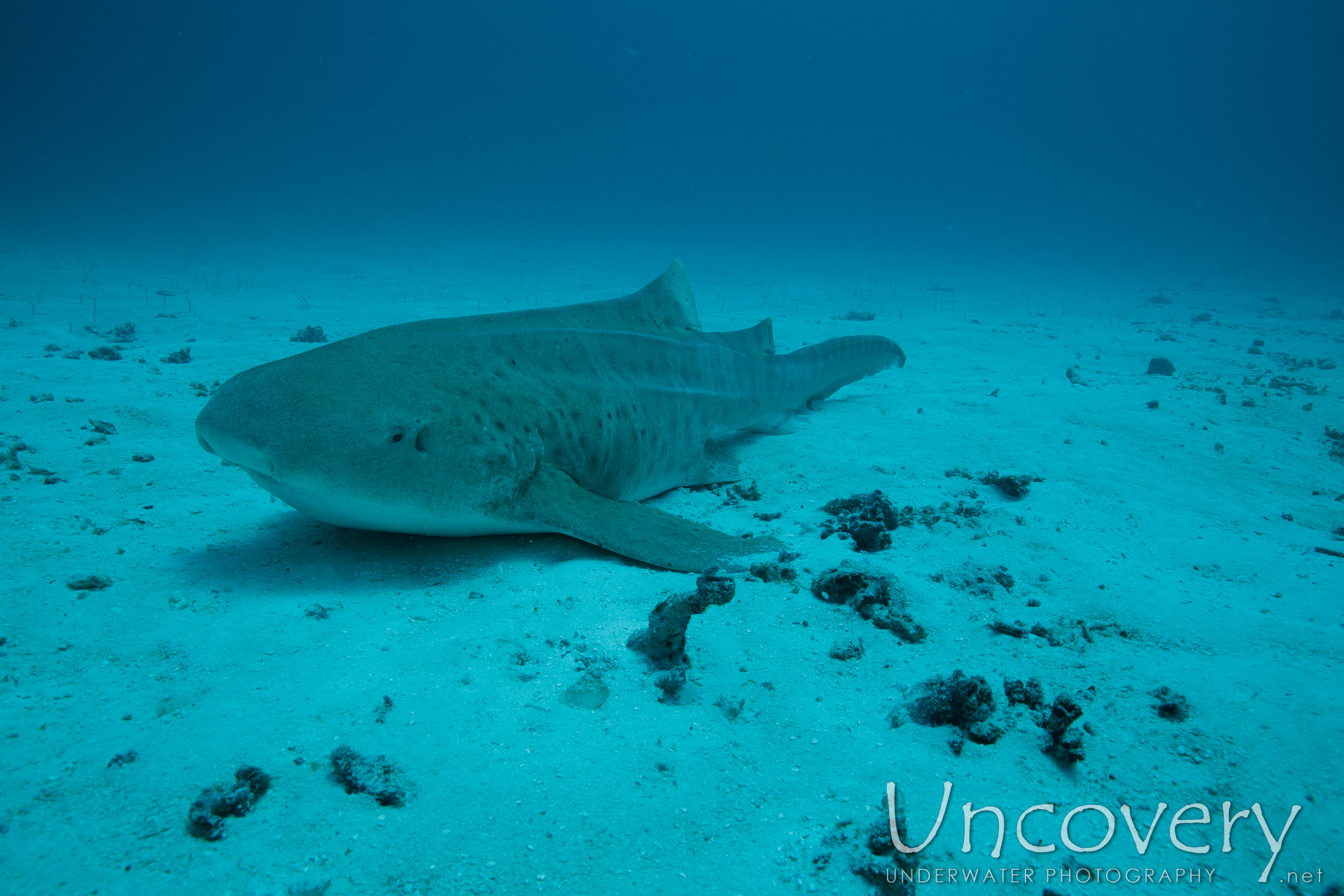 Zebra Shark (stegostoma Fasciatum), photo taken in Maldives, Male Atoll, South Male Atoll, Manta Point