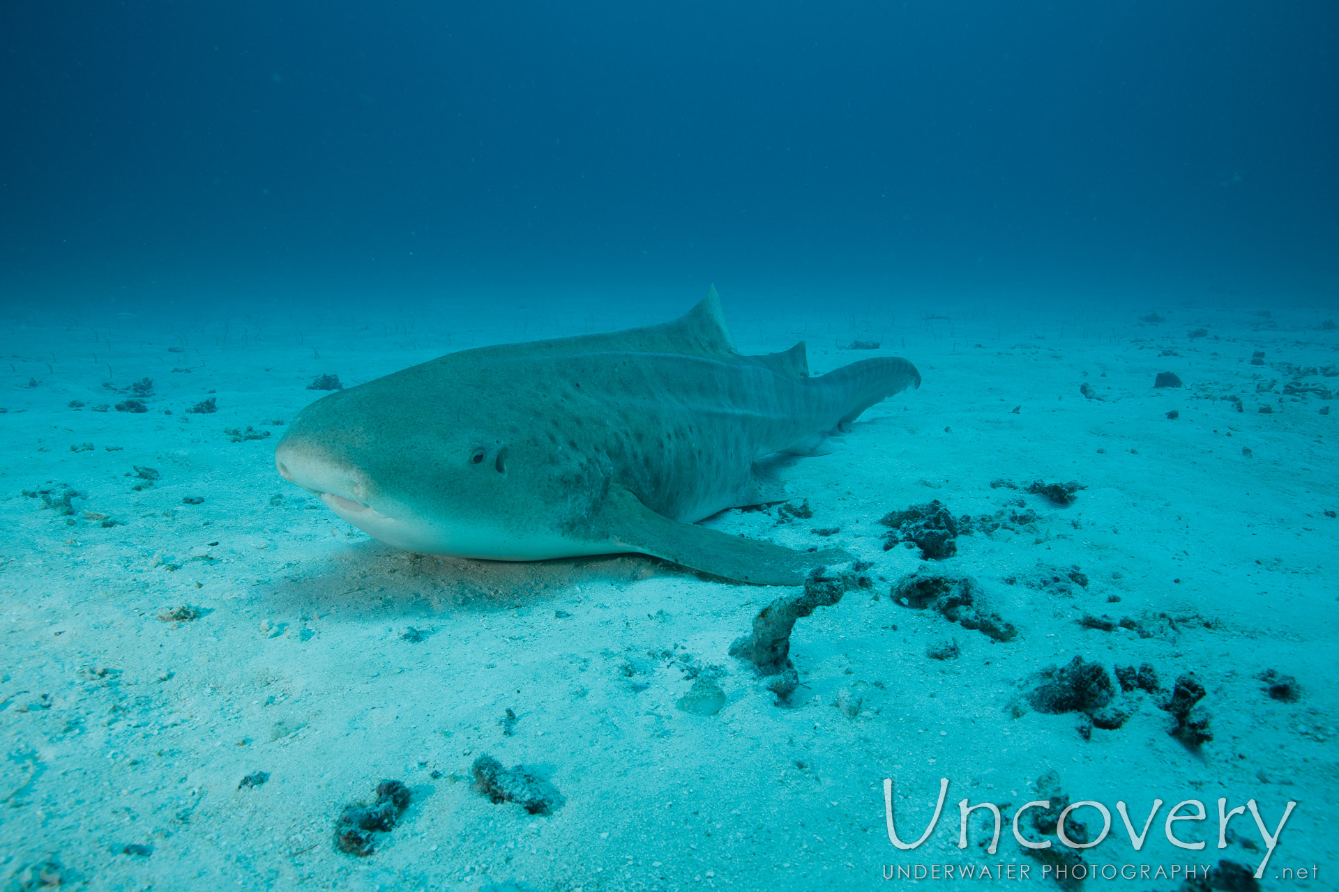 Zebra Shark (stegostoma Fasciatum), photo taken in Maldives, Male Atoll, South Male Atoll, Manta Point