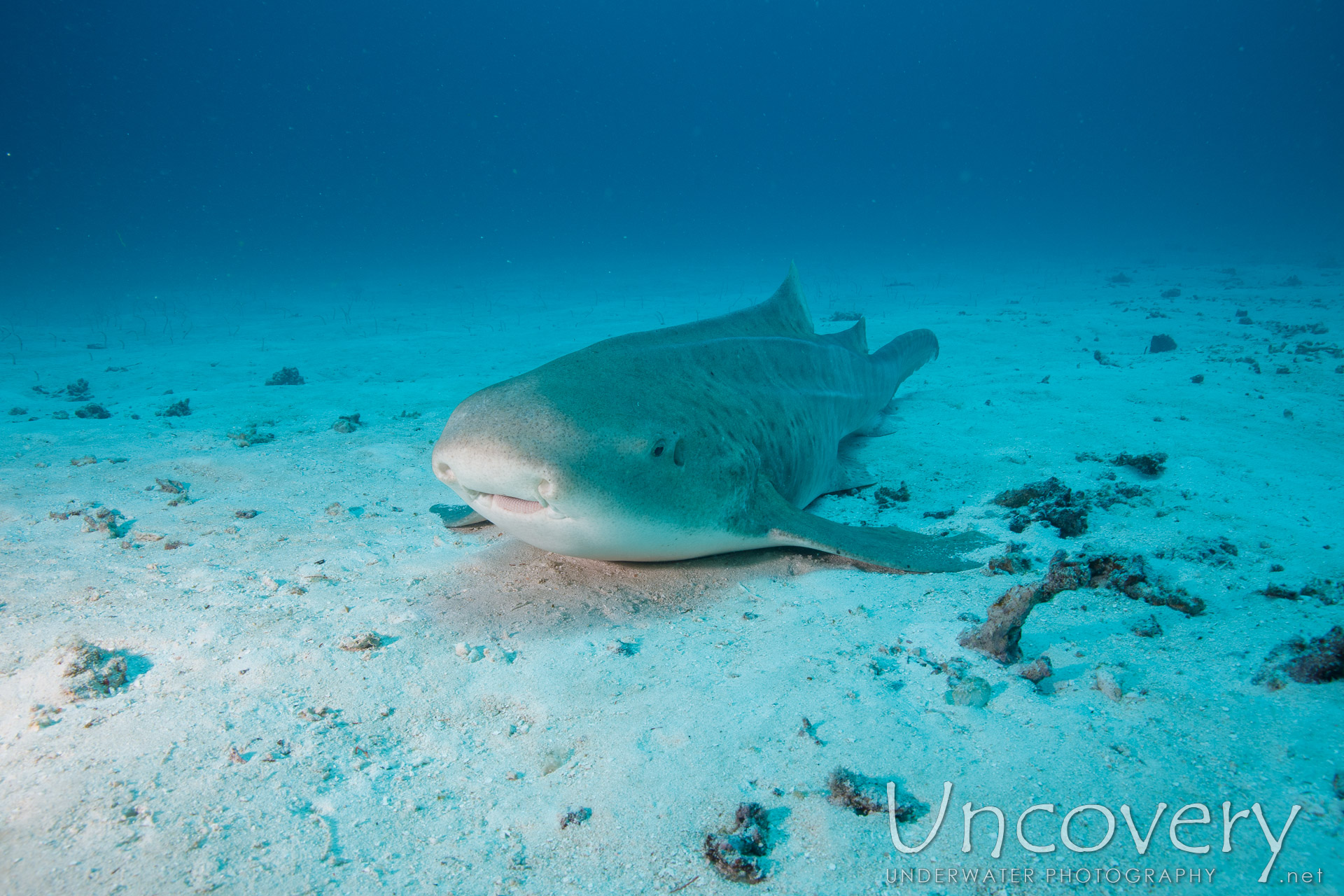 Zebra Shark (stegostoma Fasciatum), photo taken in Maldives, Male Atoll, South Male Atoll, Manta Point