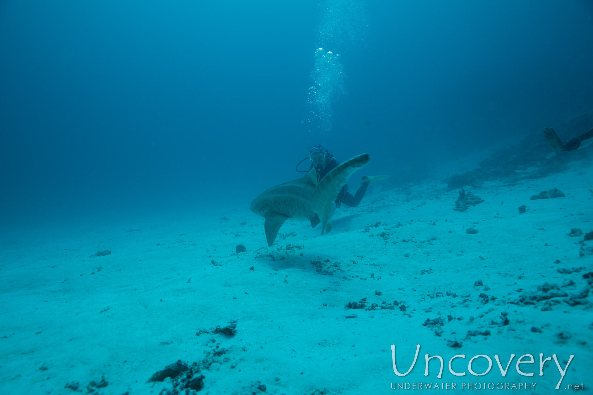 Zebra Shark (stegostoma Fasciatum), photo taken in Maldives, Male Atoll, South Male Atoll, Manta Point