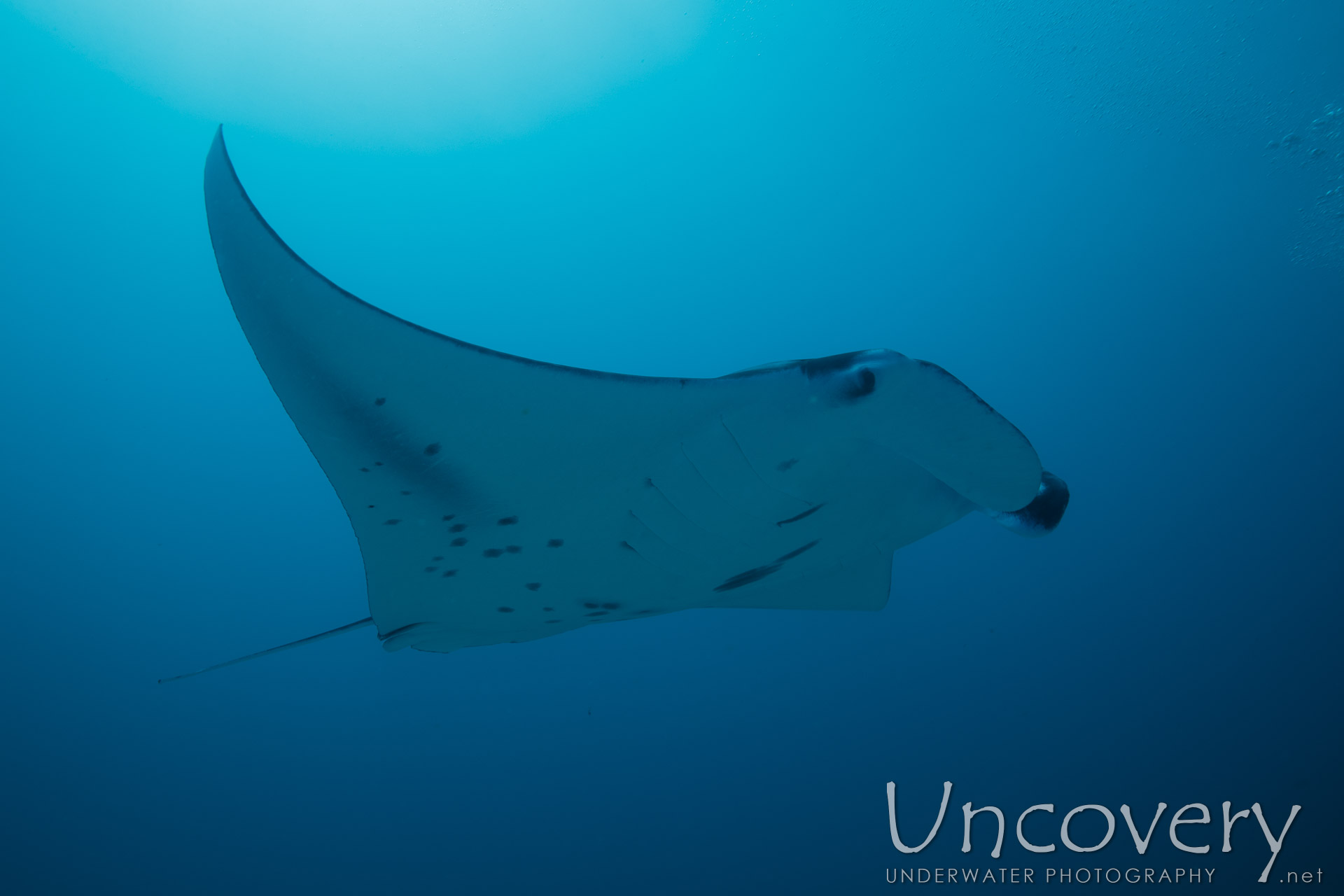 Manta Ray (manta Alfredi), photo taken in Maldives, Male Atoll, South Male Atoll, Manta Point