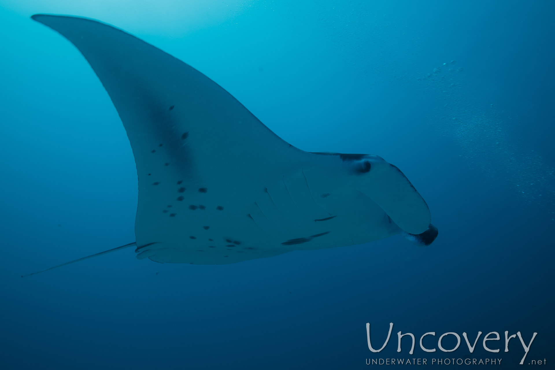 Manta Ray (manta Alfredi), photo taken in Maldives, Male Atoll, South Male Atoll, Manta Point