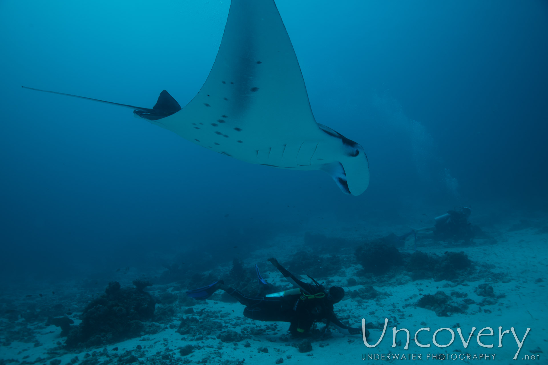 Manta Ray (manta Alfredi), photo taken in Maldives, Male Atoll, South Male Atoll, Manta Point