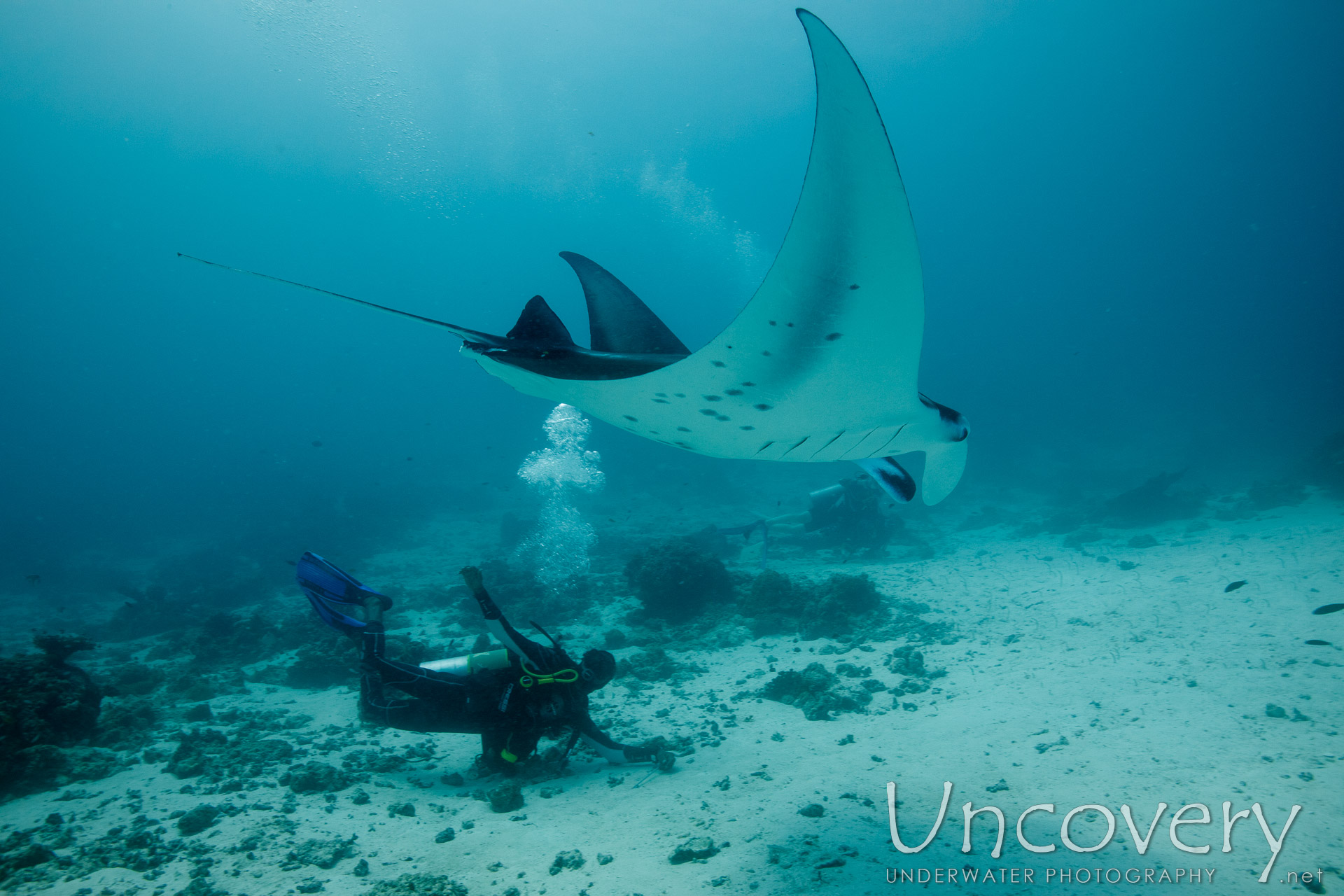 Manta Ray (manta Alfredi), photo taken in Maldives, Male Atoll, South Male Atoll, Manta Point