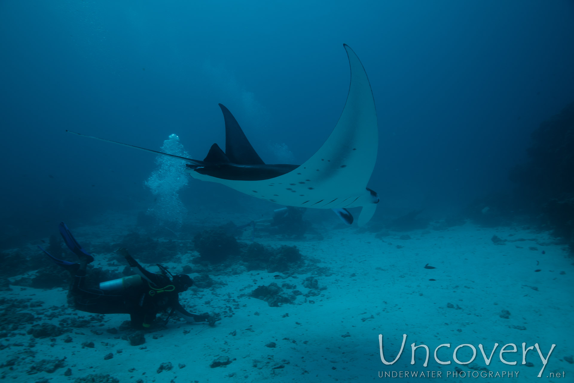 Manta Ray (manta Alfredi), photo taken in Maldives, Male Atoll, South Male Atoll, Manta Point