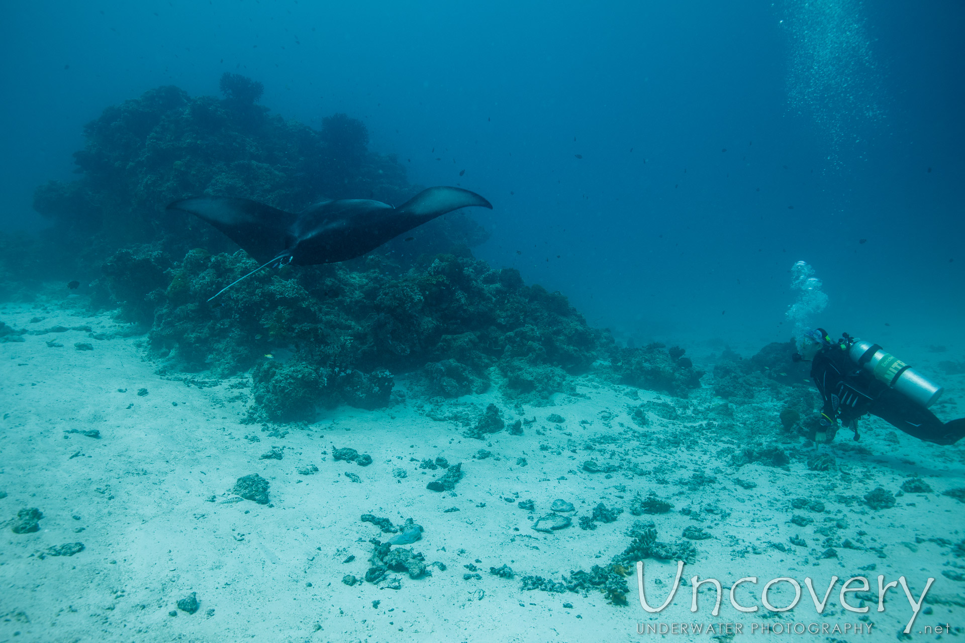 Manta Ray (manta Alfredi), photo taken in Maldives, Male Atoll, South Male Atoll, Manta Point