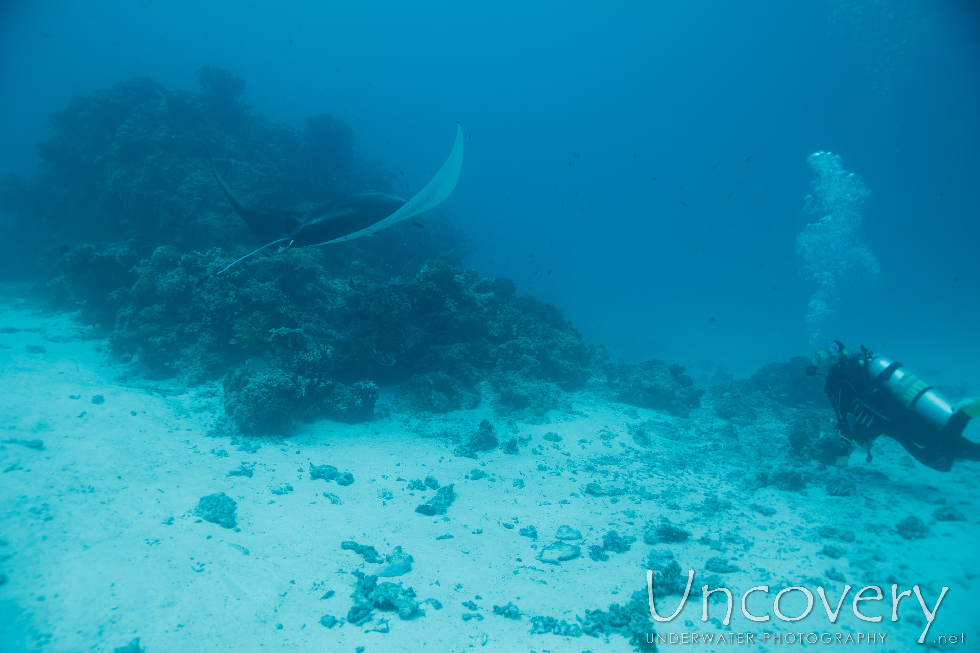 Manta Ray (manta Alfredi), photo taken in Maldives, Male Atoll, South Male Atoll, Manta Point