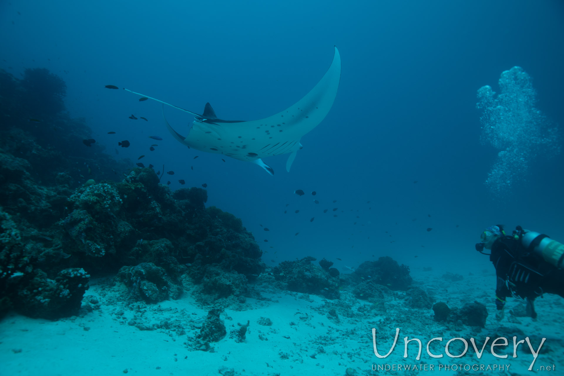 Manta Ray (manta Alfredi), photo taken in Maldives, Male Atoll, South Male Atoll, Manta Point