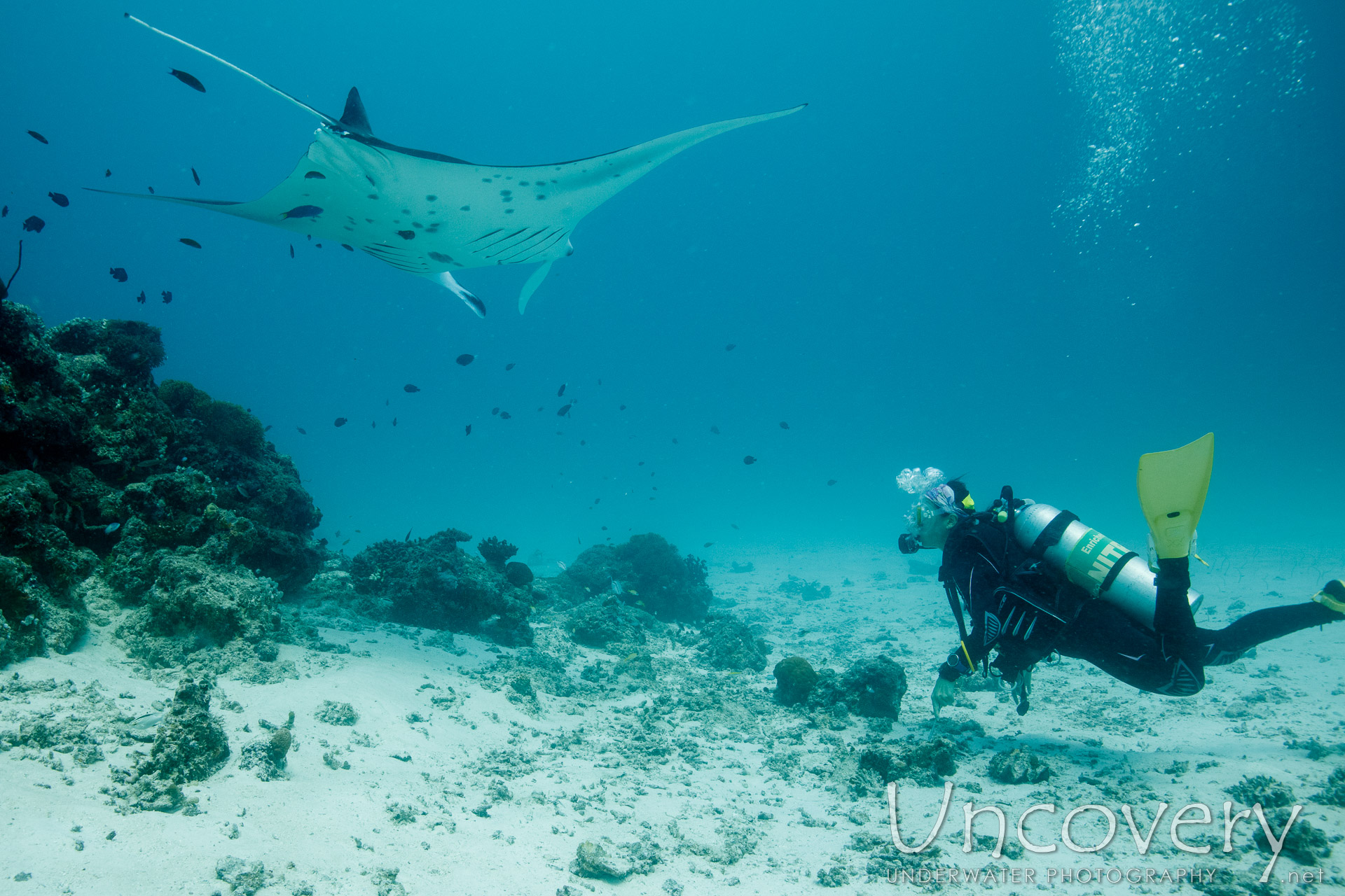 Manta Ray (manta Alfredi), photo taken in Maldives, Male Atoll, South Male Atoll, Manta Point