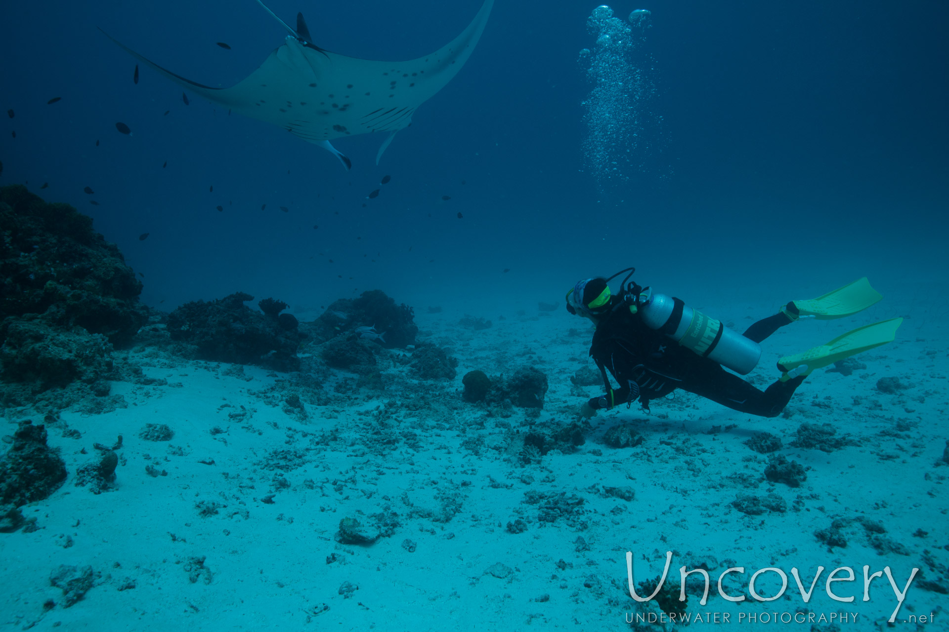 Manta Ray (manta Alfredi), photo taken in Maldives, Male Atoll, South Male Atoll, Manta Point