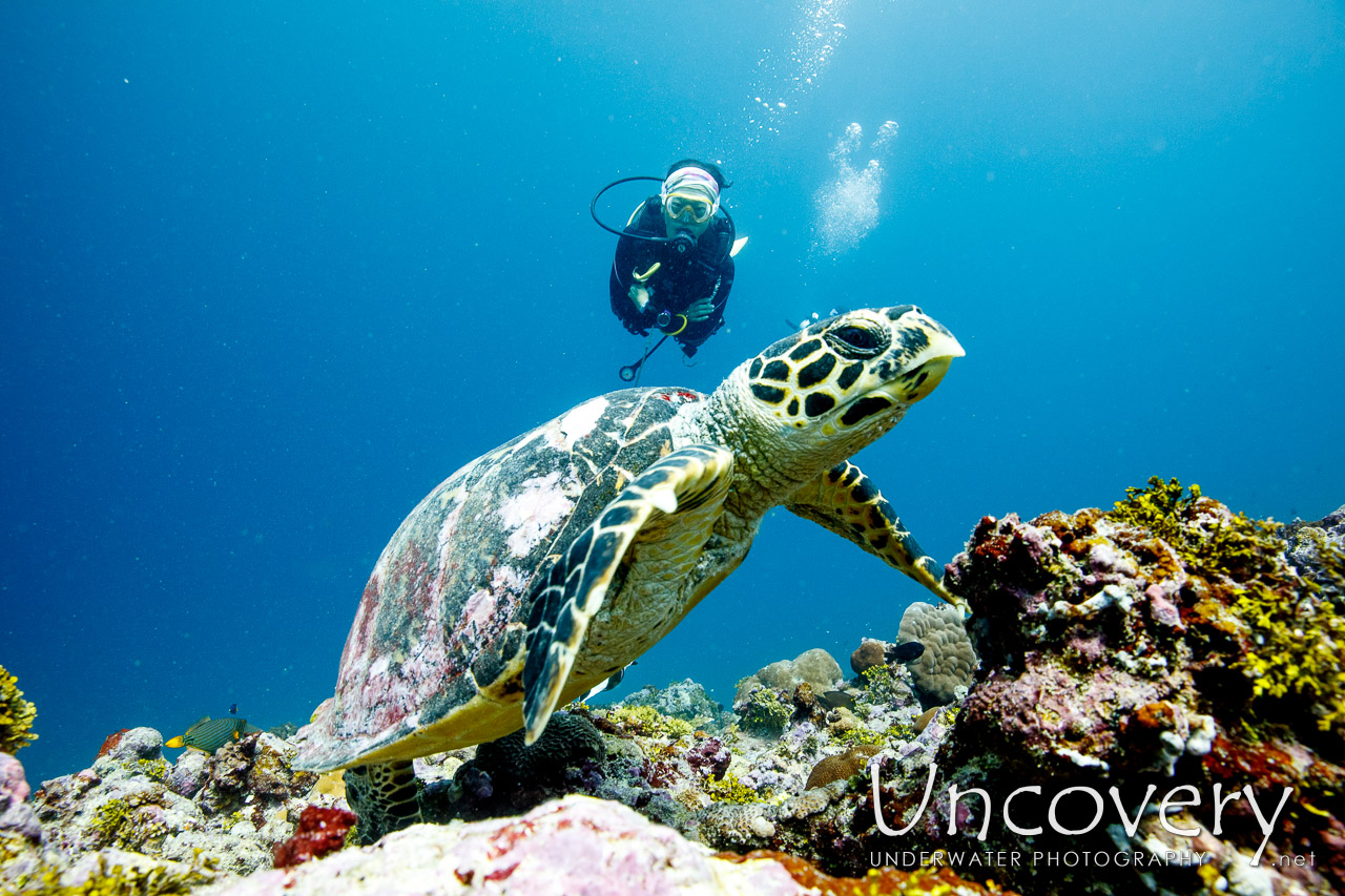 Hawksbill Sea Turtle (eretmochelys Imbricata) shot in Maldives|Male Atoll|South Male Atoll|Stage