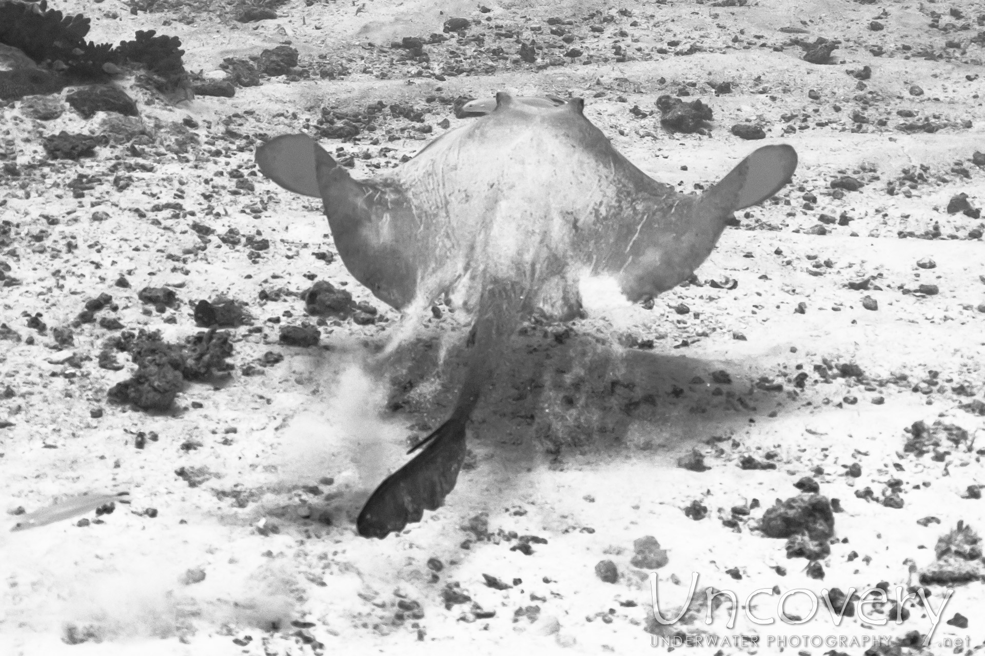 Cowtail Stingray (pastinachus Sephen), photo taken in Maldives, Male Atoll, South Male Atoll, Stage