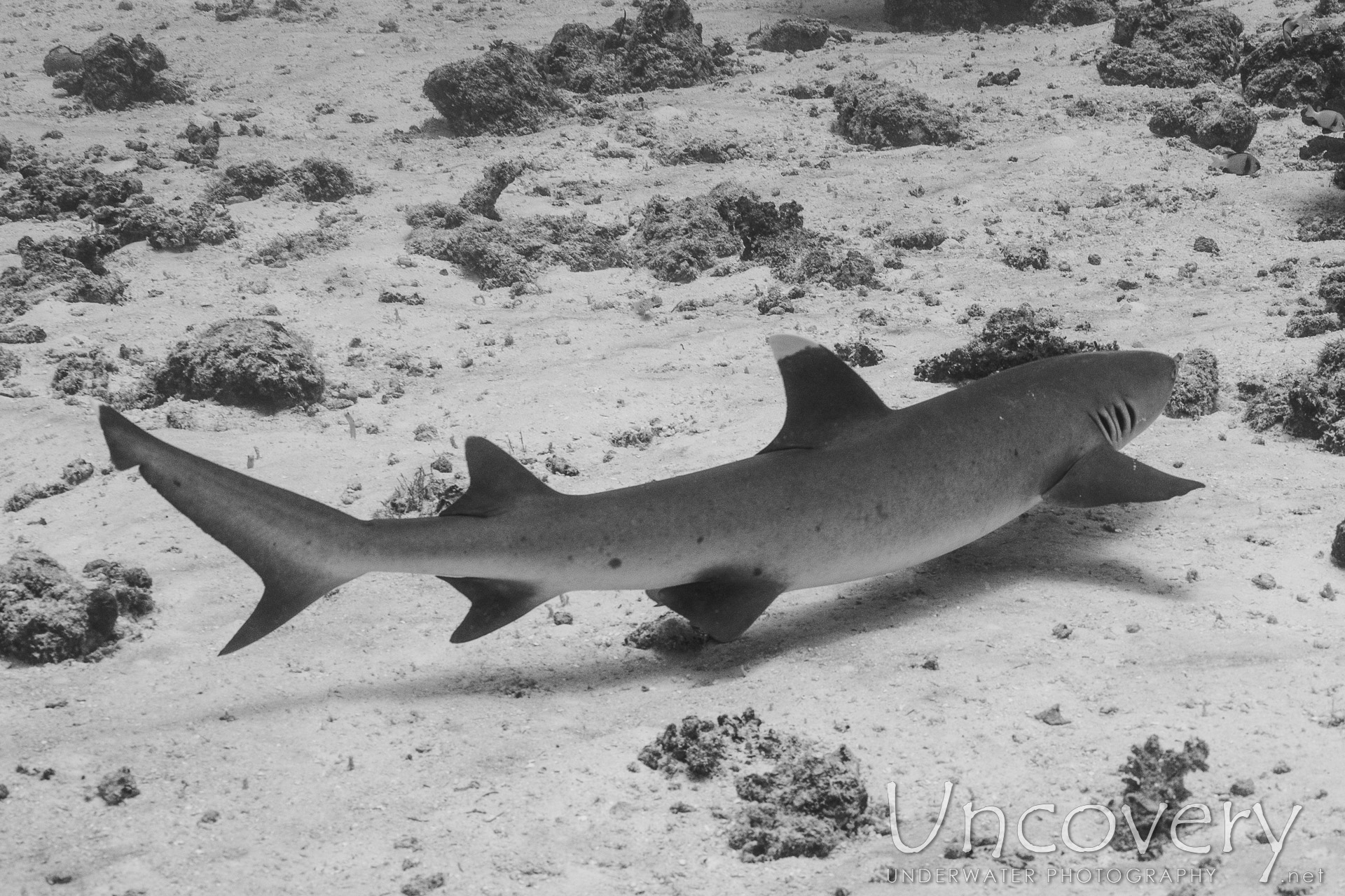 White Tip Reefshark (triaenodon Obesus), photo taken in Maldives, Male Atoll, South Male Atoll, Stage