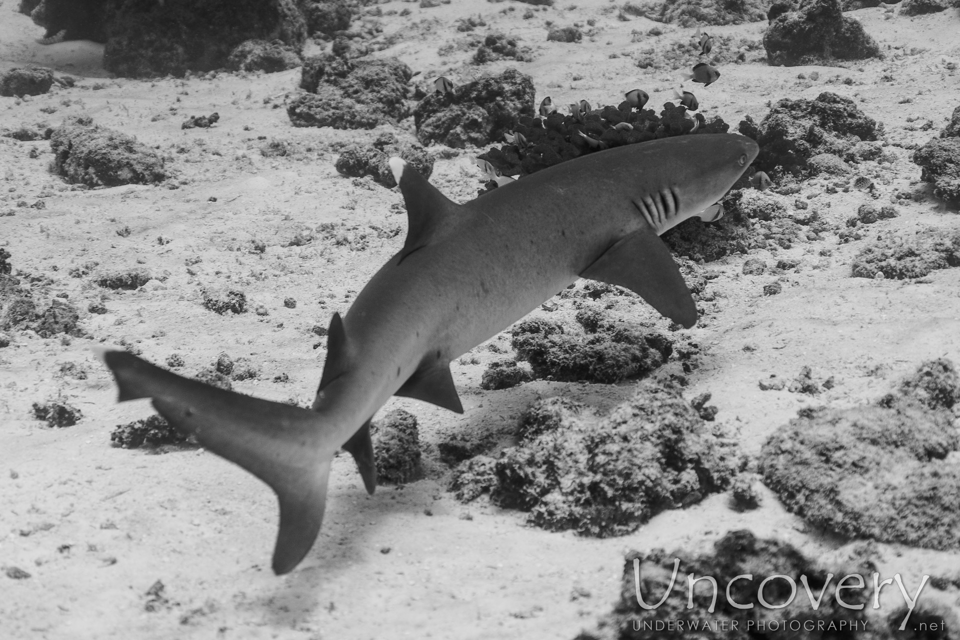 White Tip Reefshark (triaenodon Obesus), photo taken in Maldives, Male Atoll, South Male Atoll, Stage