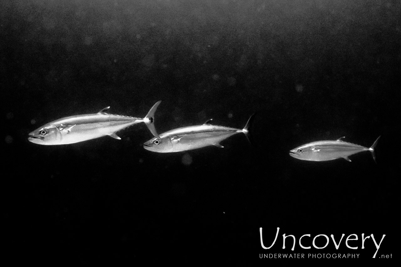 Dogtooth Tuna (gymnosarda Unicolor) shot in Maldives|Male Atoll|South Male Atoll|Stage