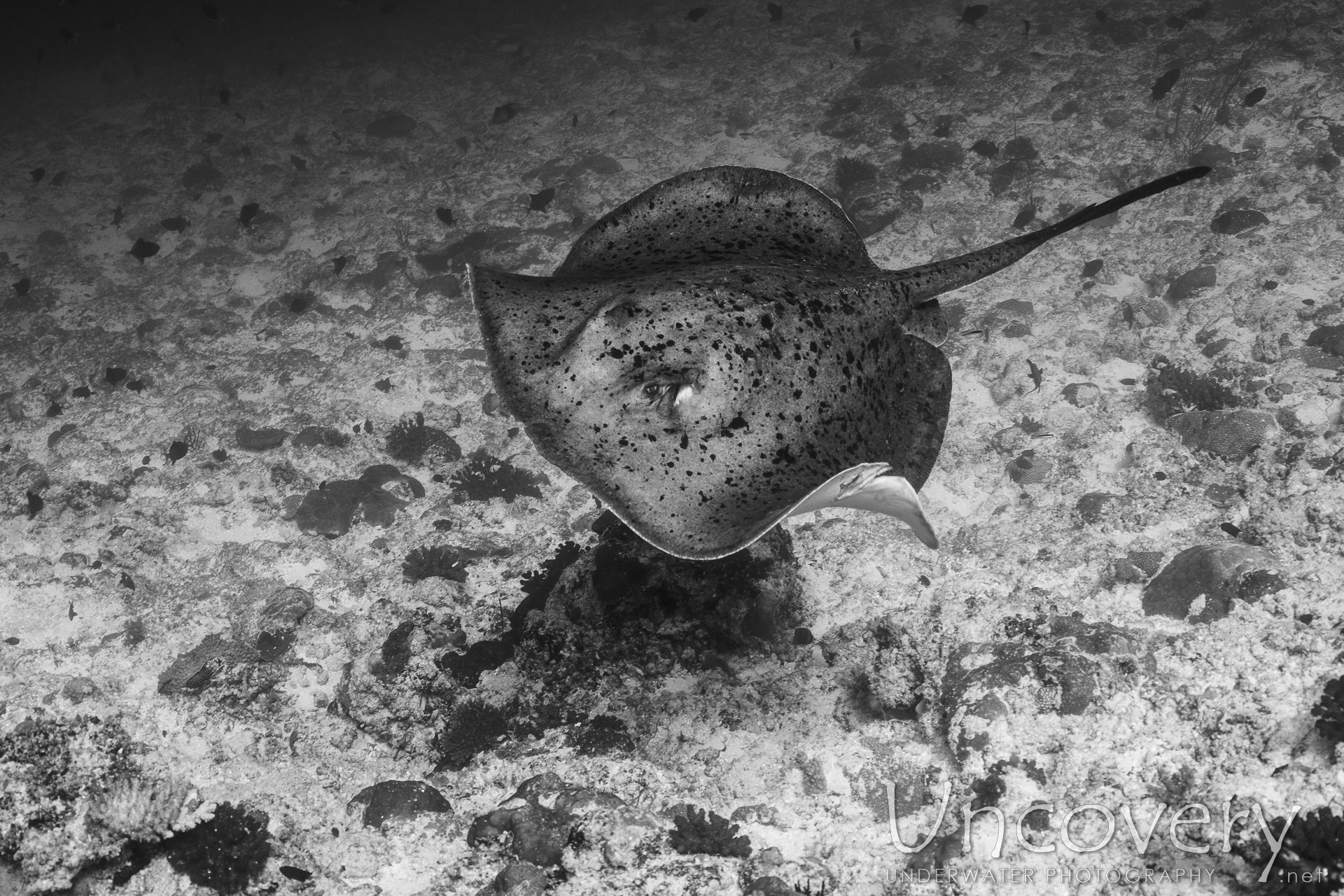 Marbled Stingray (himantura Oxyrhyncha), photo taken in Maldives, Male Atoll, South Male Atoll, Stage