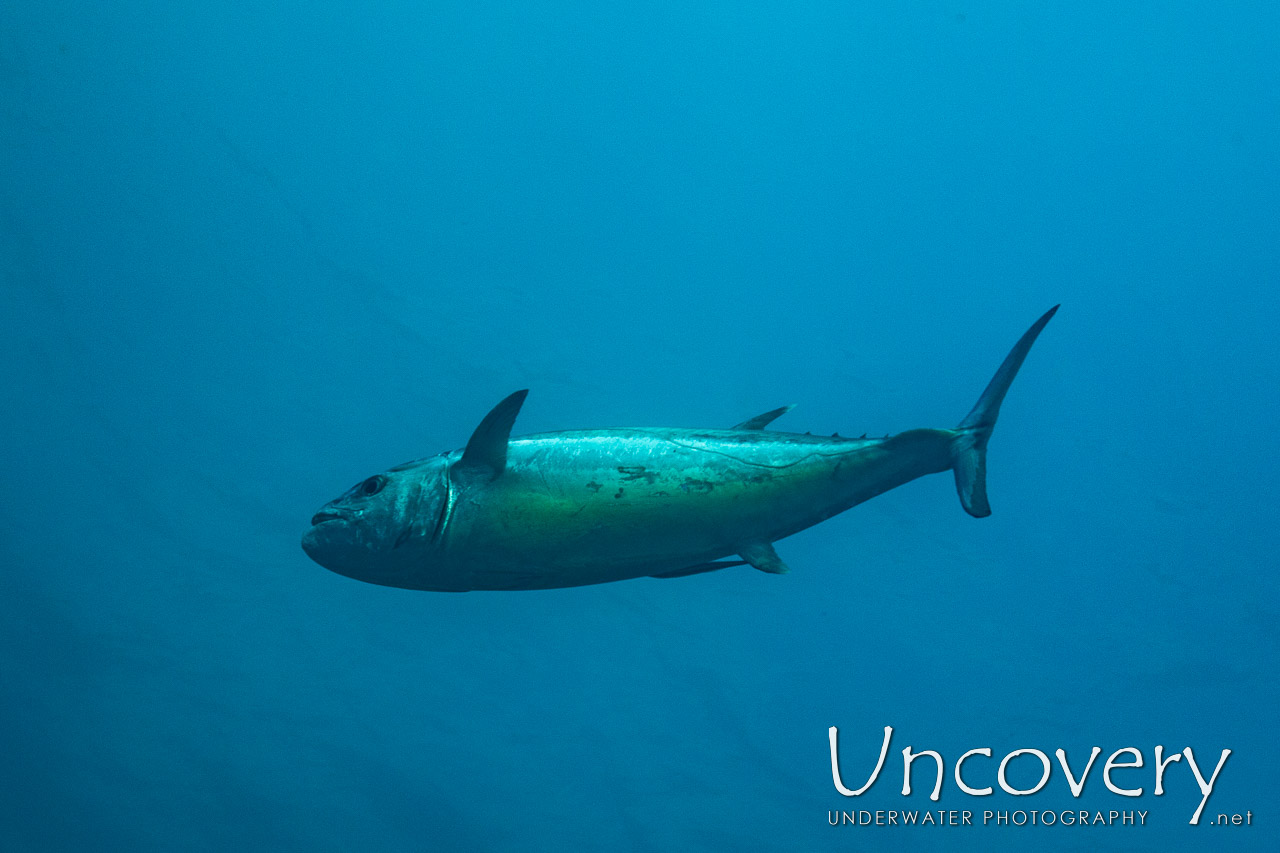 Dogtooth Tuna (gymnosarda Unicolor) shot in Maldives|Male Atoll|South Male Atoll|Gulhi Corner