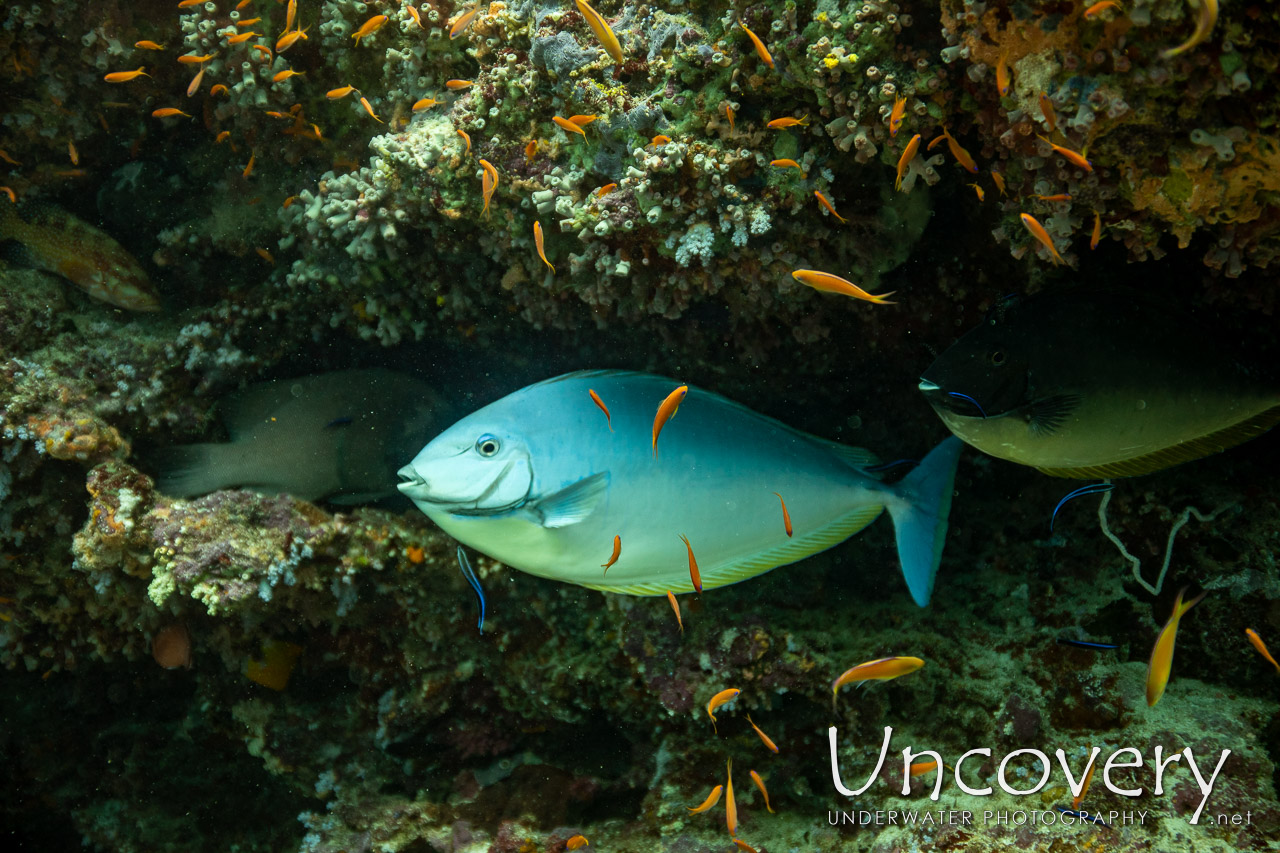 Sleek Unicornfish (naso Hexacanthus) shot in Maldives|Male Atoll|South Male Atoll|Gulhi Corner