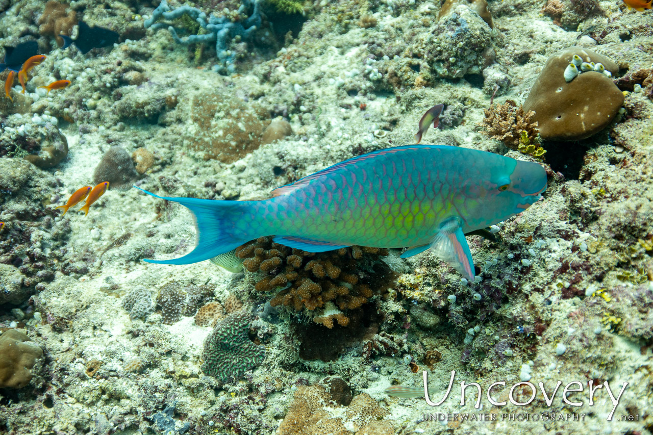 Pink-margined Parrotfish (chlorurus Capistratoides) shot in Maldives|Male Atoll|South Male Atoll|Gulhi Corner